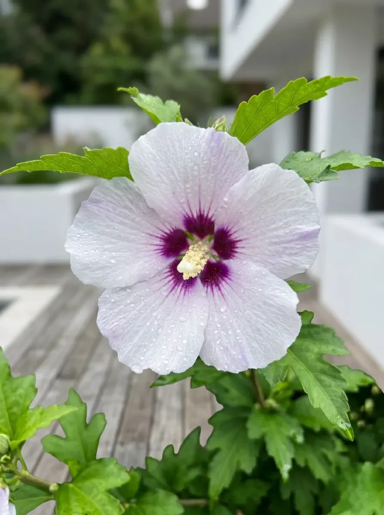 hibisco primer plano | jardinesconestiloes Hibisco Primer Plano El Triunfo De La Luz Estética Y Dureza Bajo El Sol
