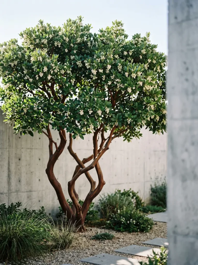 madroño en entorno urbano | jardinesconestiloes Madroño En Entorno Urbano Cuatro Especies Autóctonas Para Vertebrar La Ciudad