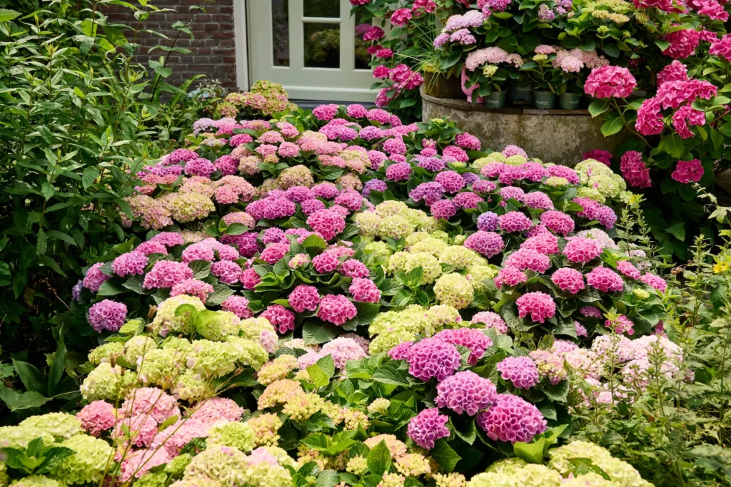 magicalpinkfamilyfload | jardinesconestiloes Magical pink family fload El Tiempo Como Medida Evolución Cromática De La Hortensia Magical En El Jardín