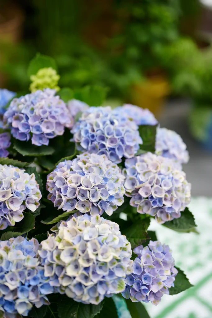 magicalrevolutionbluebeautybulbs20231 | jardinesconestiloes Magical revolution blue beauty bulbs 2023 1 El Tiempo Como Medida Evolución Cromática De La Hortensia Magical En El Jardín