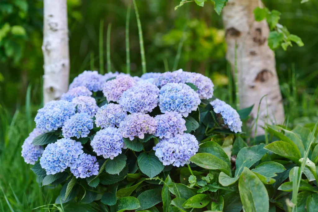 revolutionblue3 | jardinesconestiloes Revolution blue 3 El Tiempo Como Medida Evolución Cromática De La Hortensia Magical En El Jardín