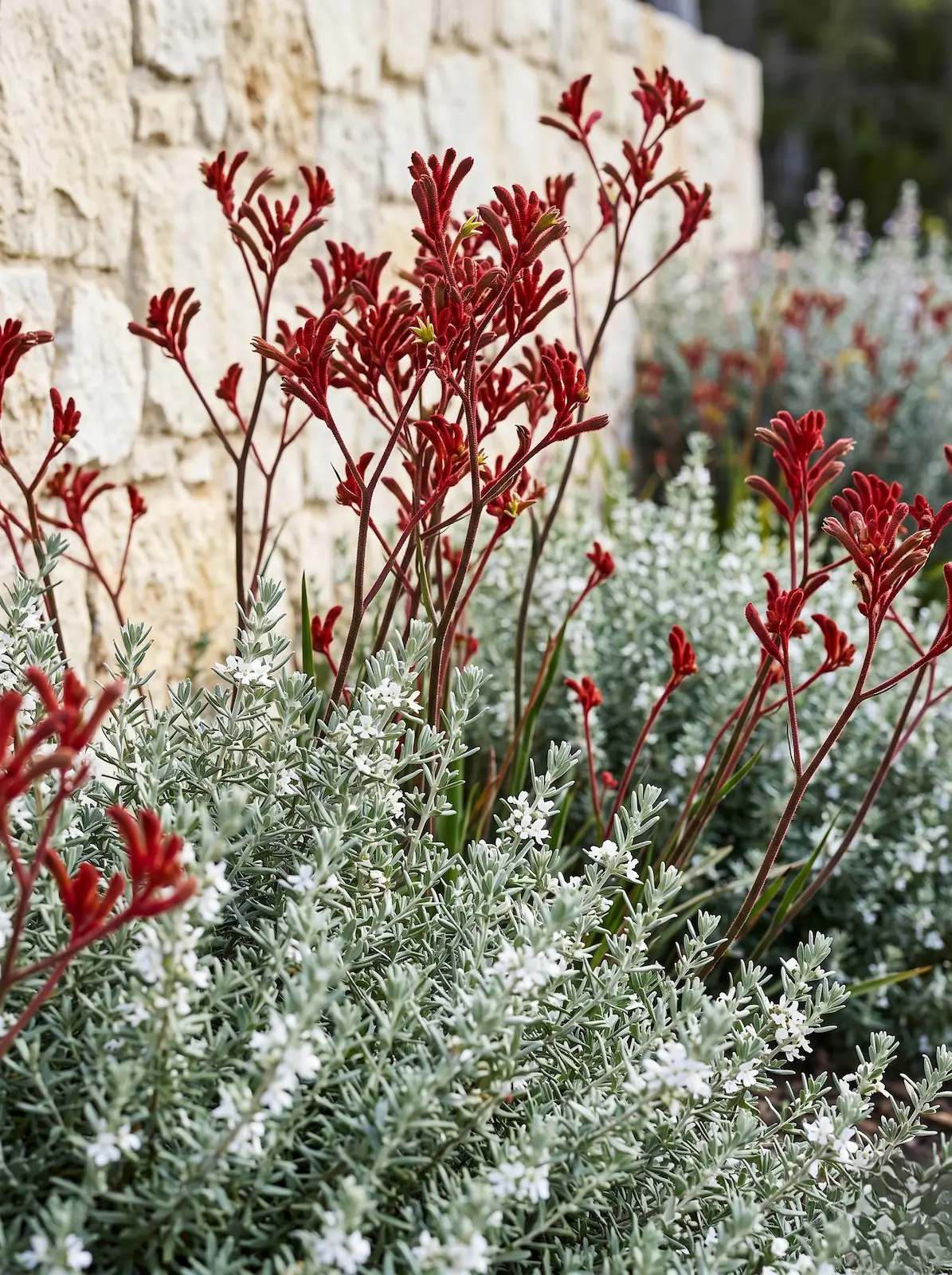 westringia con Anigozanthos flavidus | jardinesconestiloes Westringia Con Anigozanthos Flavidus Westringia Fruticosa La Arquitectura Plateada