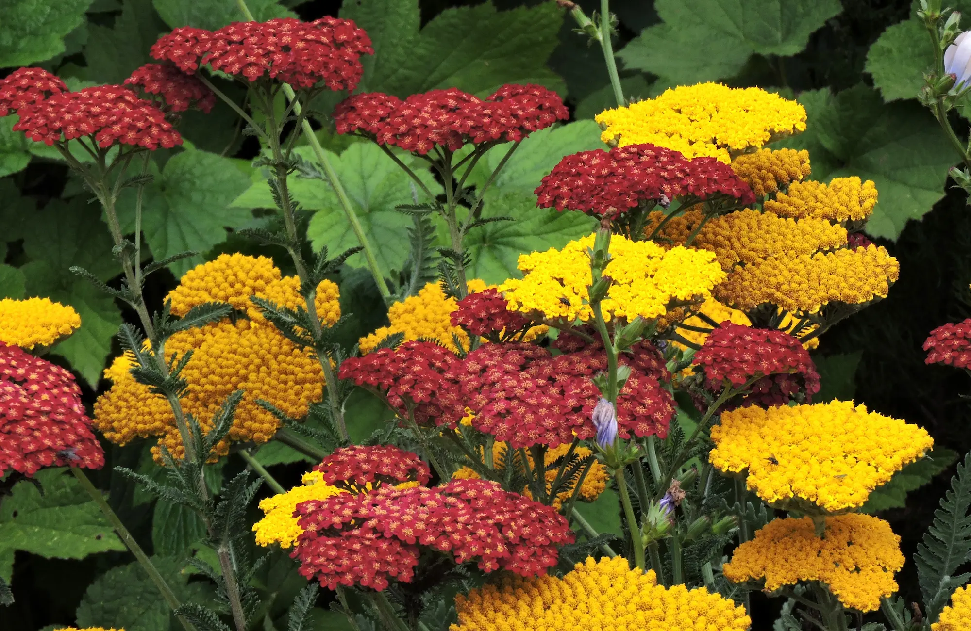 Achillea at its best | jardinesconestiloes Achillea at Its Best Colecciones Botánicas Activos Estratégicos Para La Biodiversidad Global Y La Adaptabilidad Climática