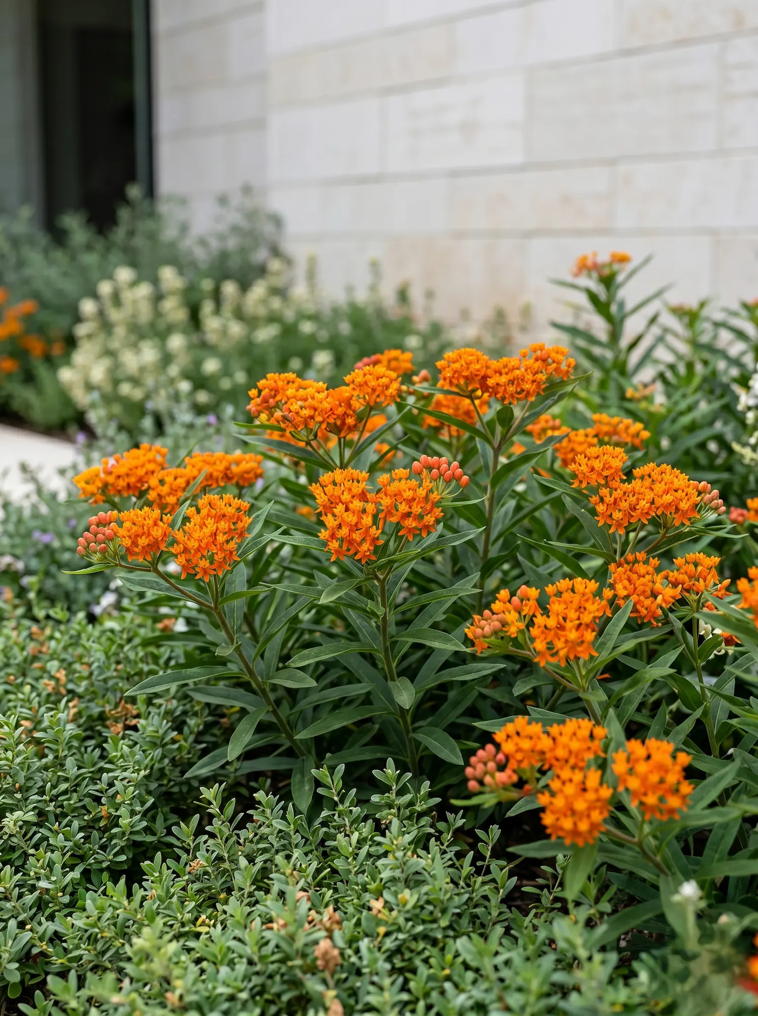 Asclepias curassavica Apollo Orange | jardinesconestiloes Asclepias Curassavica Apollo Orange El Algodoncillo En El Diseño Exterior Atracción Biológica Y Rigor Estructural'Apollo Orange' en un contexto residencial con muro de piedra caliza.