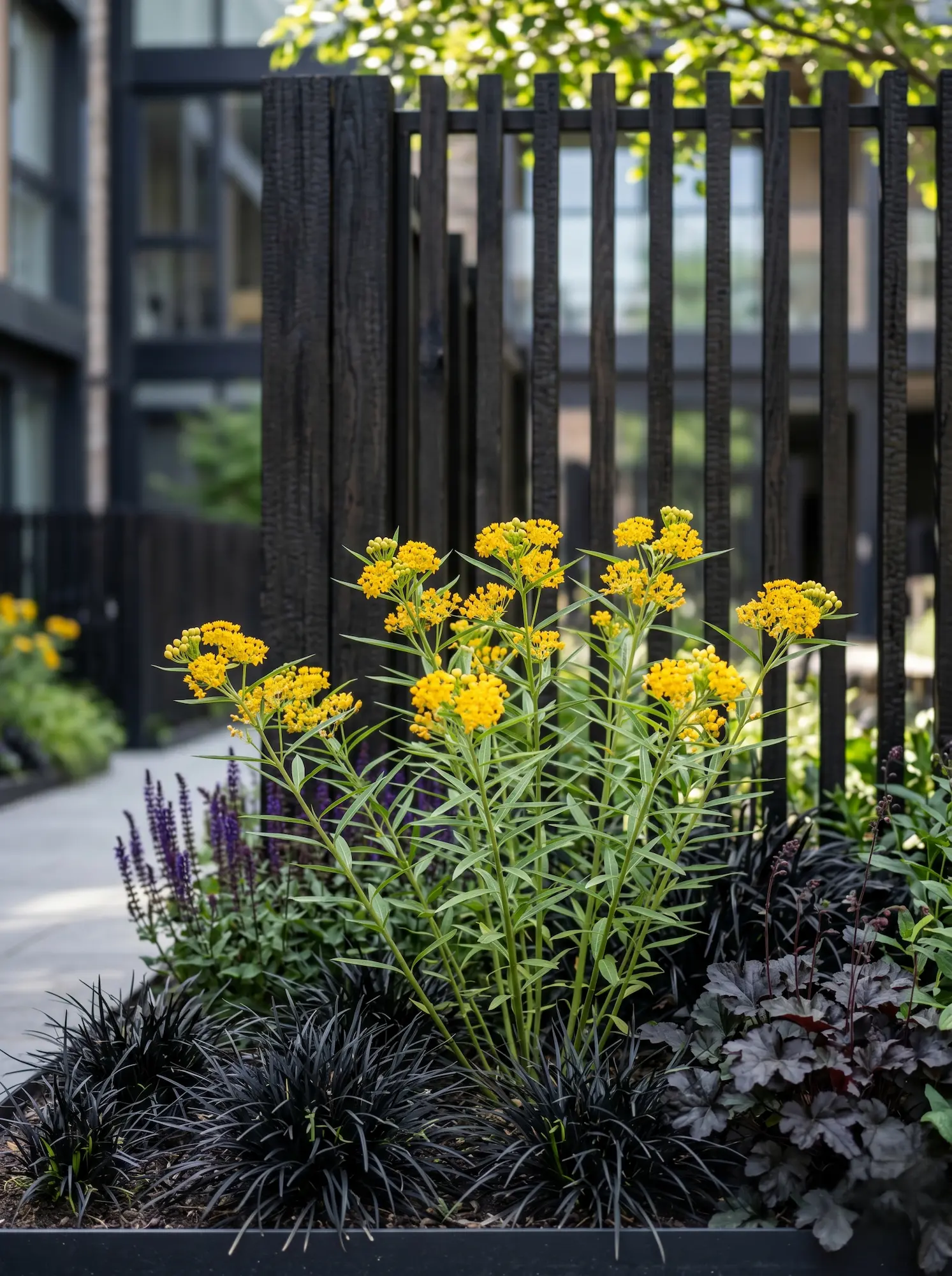 Asclepias curassavica Silky Gold | jardinesconestiloes Asclepias Curassavica Silky Gold El Algodoncillo En El Diseño Exterior Atracción Biológica Y Rigor Estructural'Silky Gold', con un cerramiento de madera termotratada al fondo.