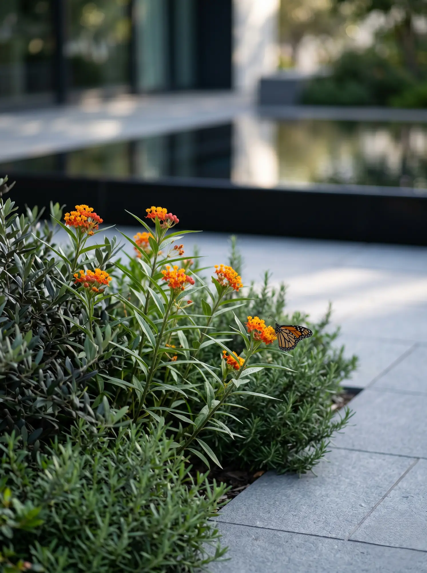 Asclepias curassavica | jardinesconestiloes Asclepias Curassavica La Biodiversidad Estructural Refugios Nectaríferos En El Diseño Exterior