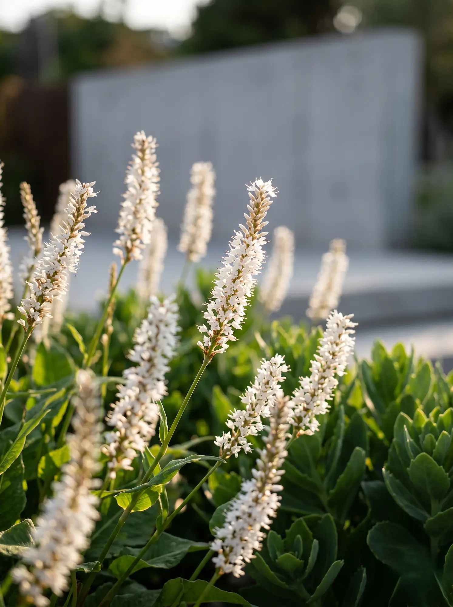 Bistorta amplexicaulis Alba | jardinesconestiloes Bistorta Amplexicaulis Alba El Movimiento Estructural Bistorta Amplexicaulis En El Paisajismo Contemporáneo'Alba' acompañadas de follaje estructural frente a un muro limpio de hormigón arquitectónico.