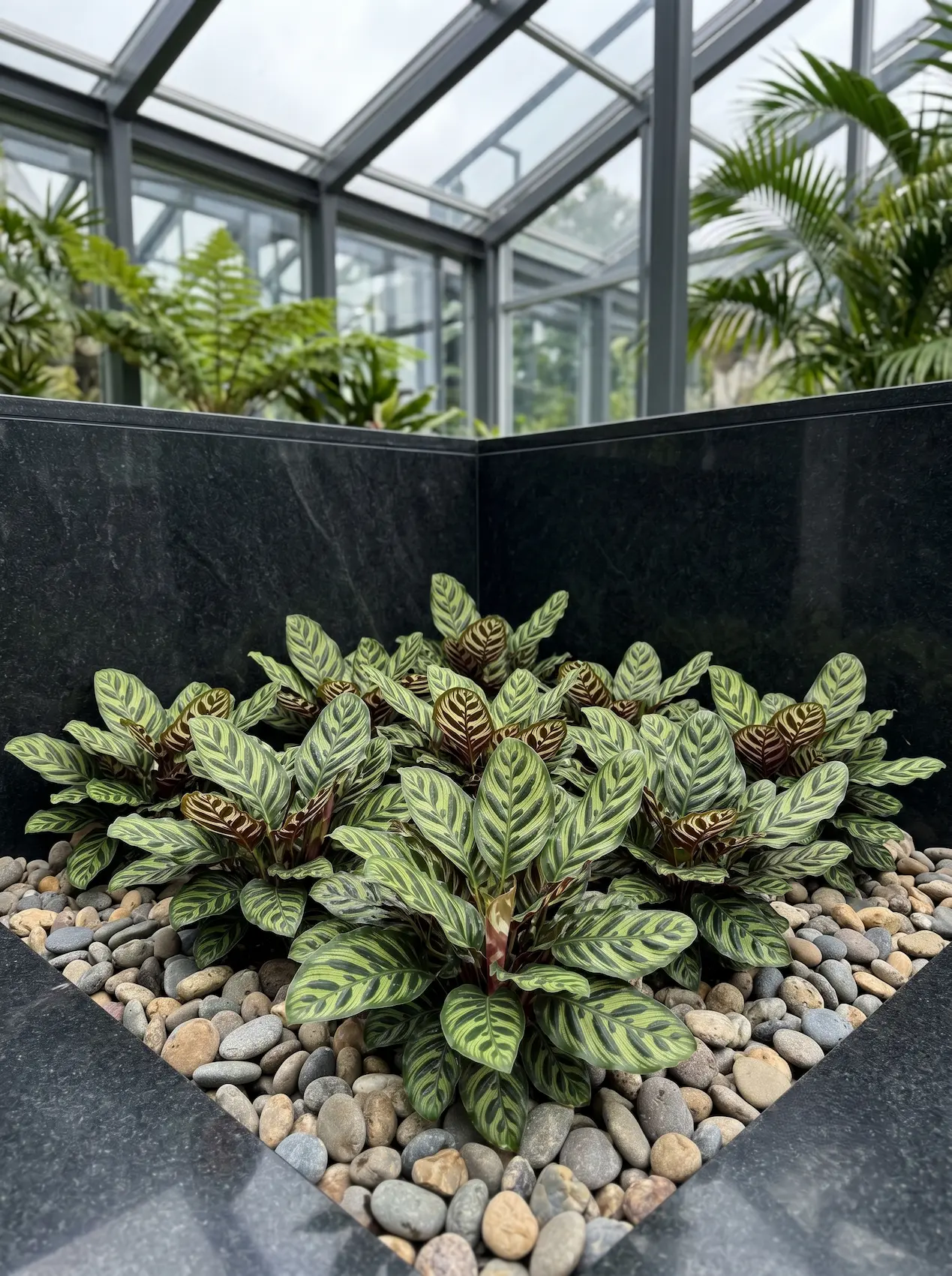 Calathea makoyana | jardinesconestiloes Calathea Makoyana Interiorismo Paisajístico Tropical Creando Un Rincón Selvático En Tu Salón O Invernadero
