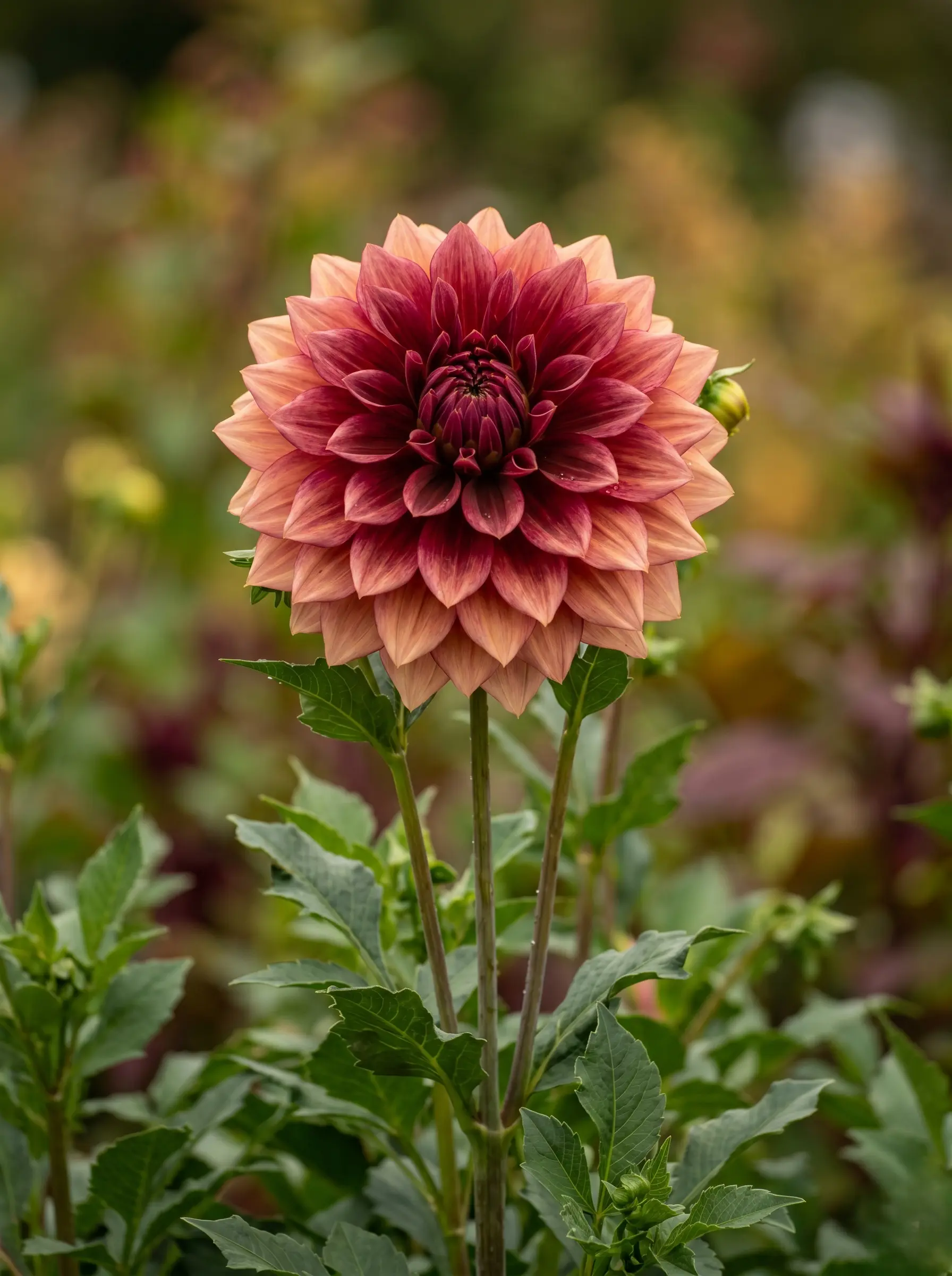 Dahlia | jardinesconestiloes Dahlia Del Jardín Al Jarrón 10 Plantas Imprescindibles Para Llenar Tu Casa De Flores