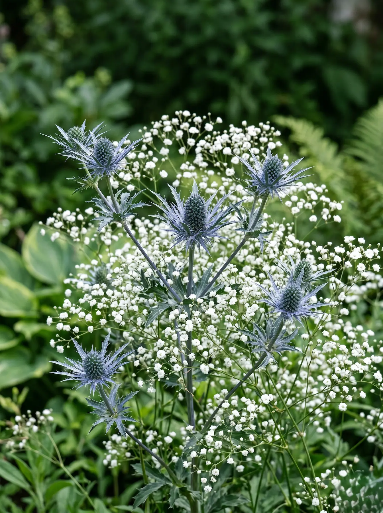 Eryngium planum | jardinesconestiloes Eryngium Planum Del Jardín Al Jarrón 10 Plantas Imprescindibles Para Llenar Tu Casa De Flores