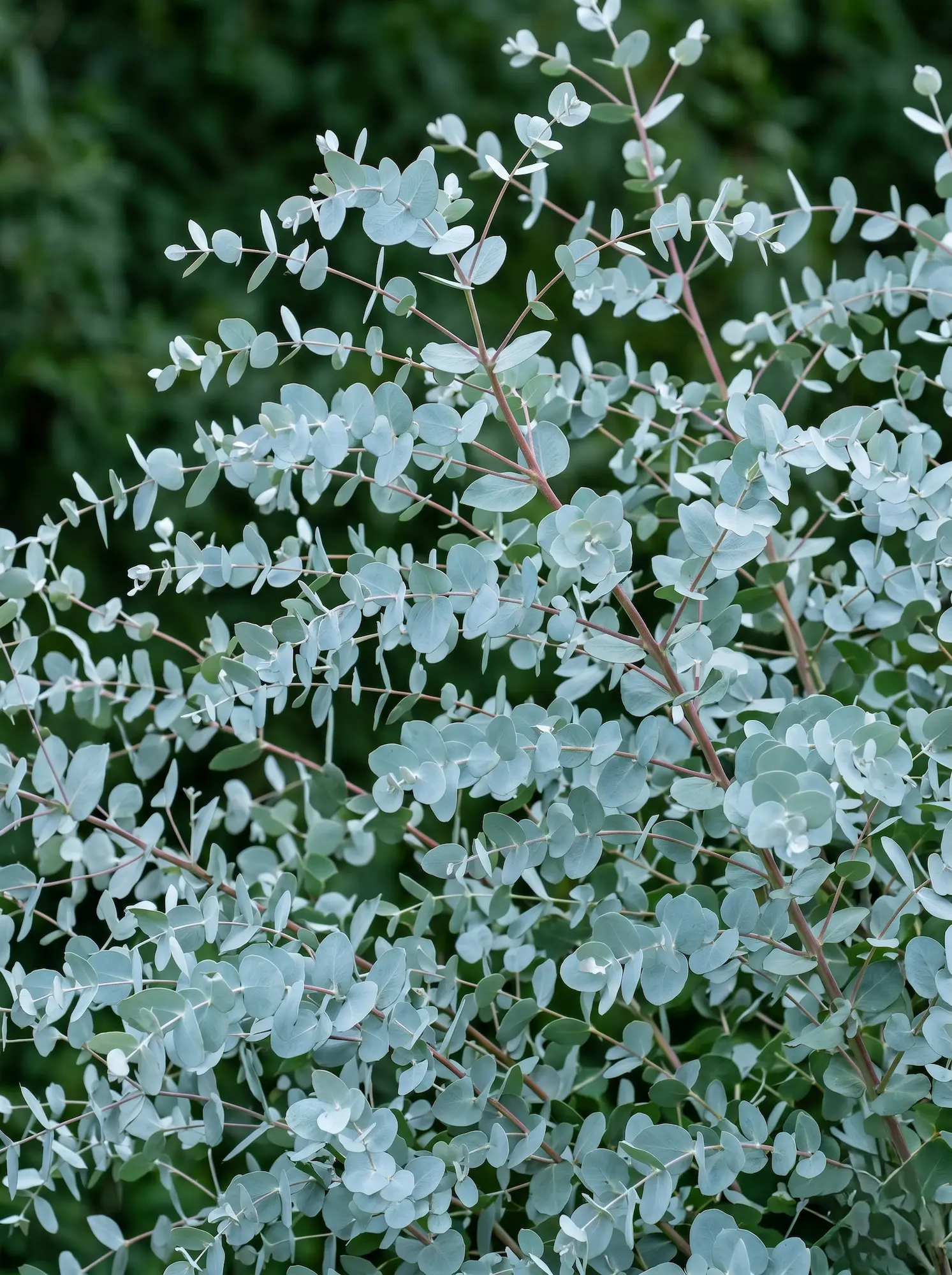 Eucalyptus gunnii | jardinesconestiloes Eucalyptus Gunnii Del Jardín Al Jarrón 10 Plantas Imprescindibles Para Llenar Tu Casa De Flores