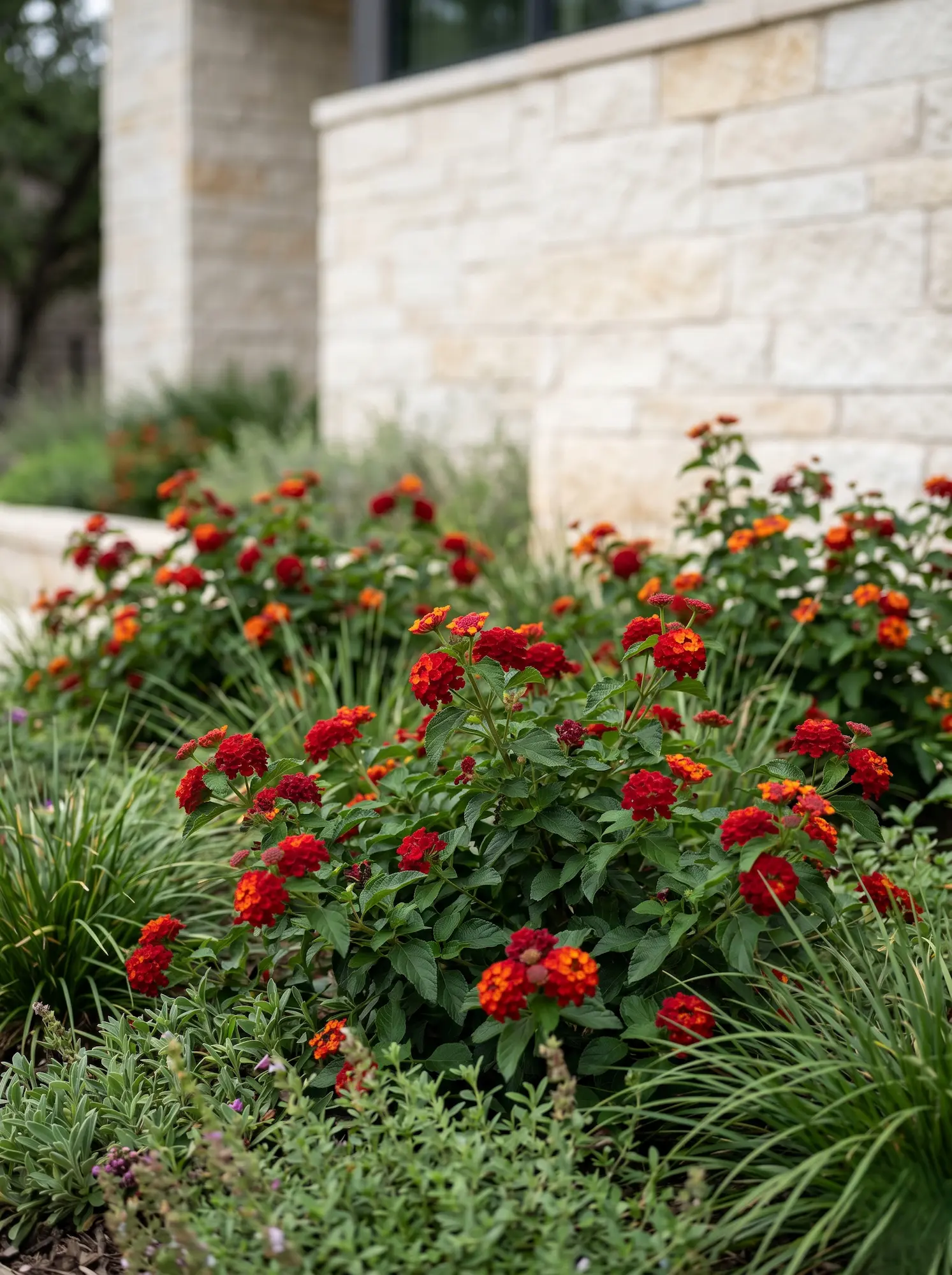 Lantana camara Dallas Red | jardinesconestiloes Lantana Camara Dallas Red La Lantana En El Diseño Exterior Tensión Cromática Y Rigor Botánico'Dallas Red' en un contexto residencial con muro de piedra caliza.