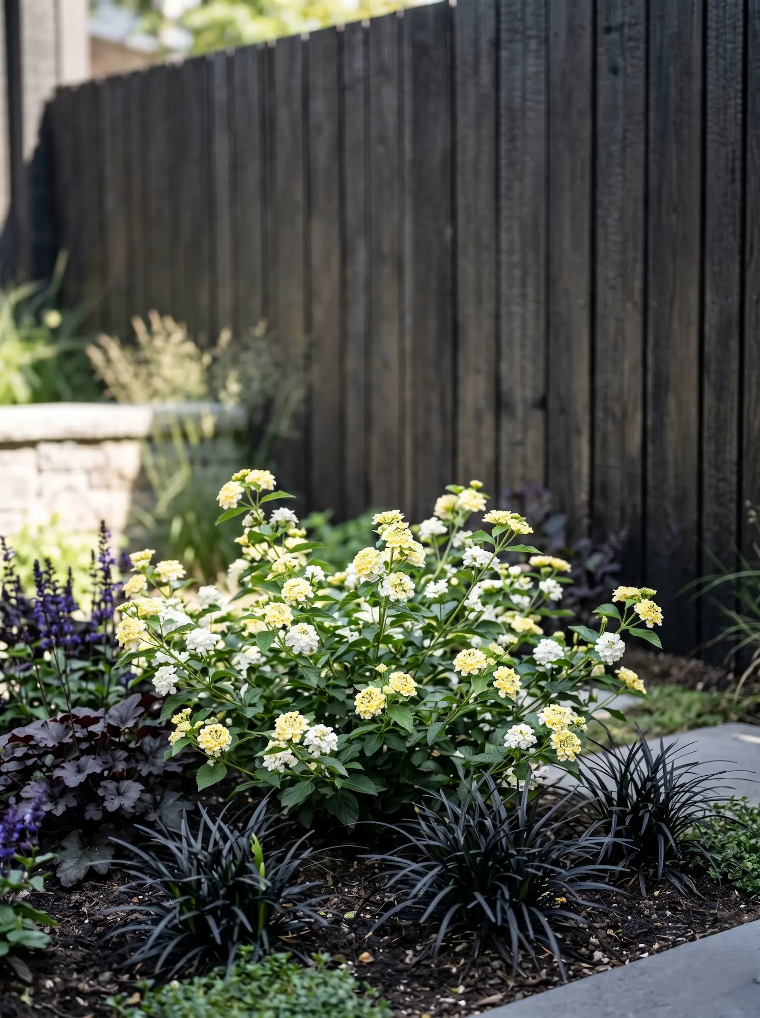 Lantana camara Lucky Lemon Cream | jardinesconestiloes Lantana Camara Lucky Lemon Cream La Lantana En El Diseño Exterior Tensión Cromática Y Rigor Botánico'Lucky Lemon Cream', con un cerramiento de madera termotratada al fondo.