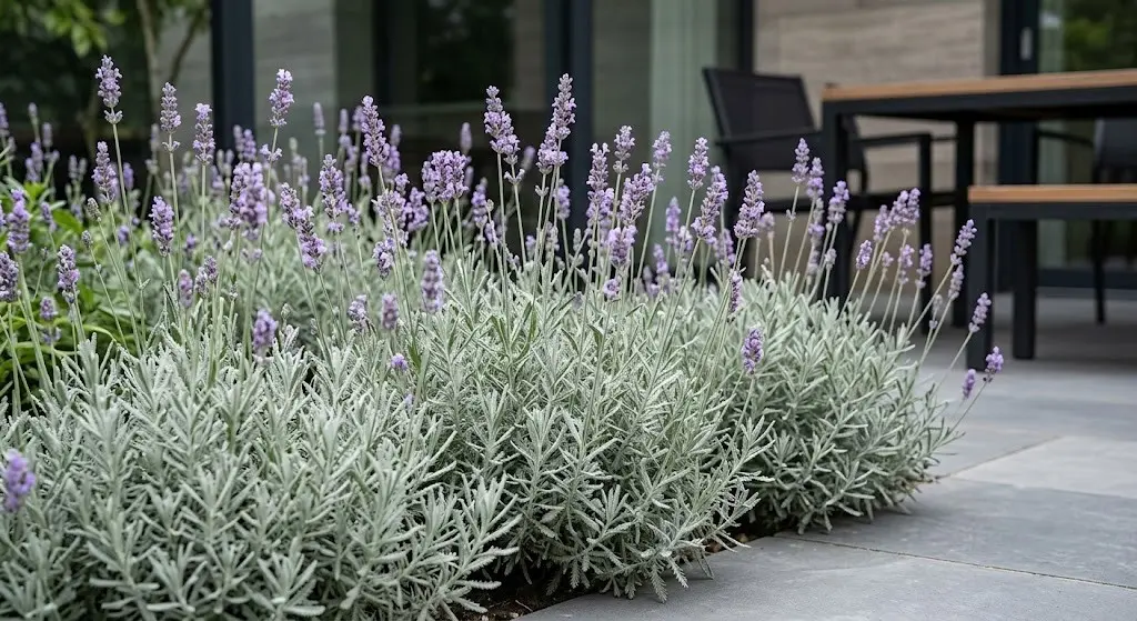 Lavandula pinnata | jardinesconestiloes Lavandula Pinnata 10 Variedades De Lavanda Para El Diseño De Jardines Y Terrazas