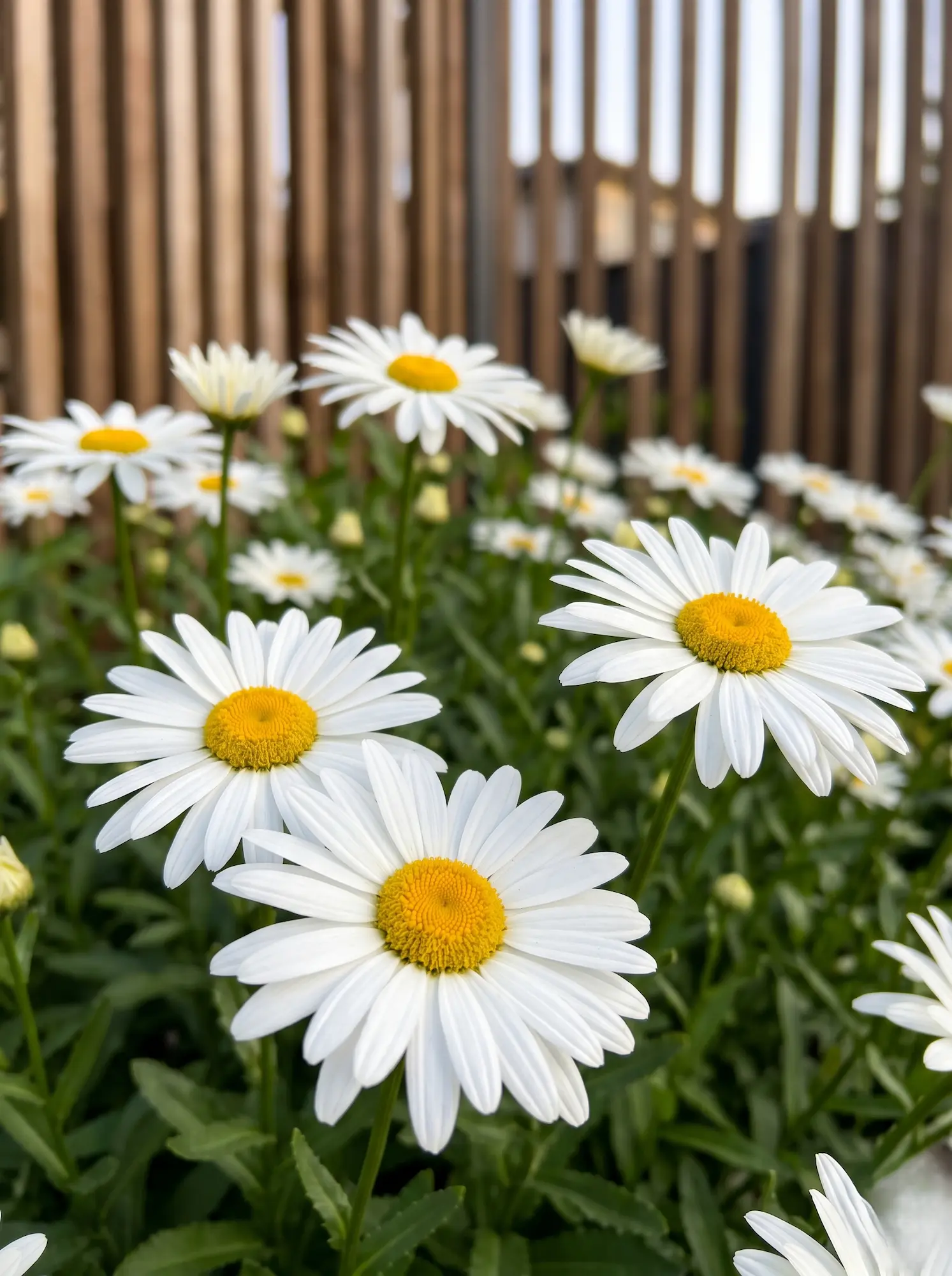 Leucanthemum Superbum Western Star Gemini Guía De Combinaciones Botánicas Volúmenes Y Color En El Diseño Exterior