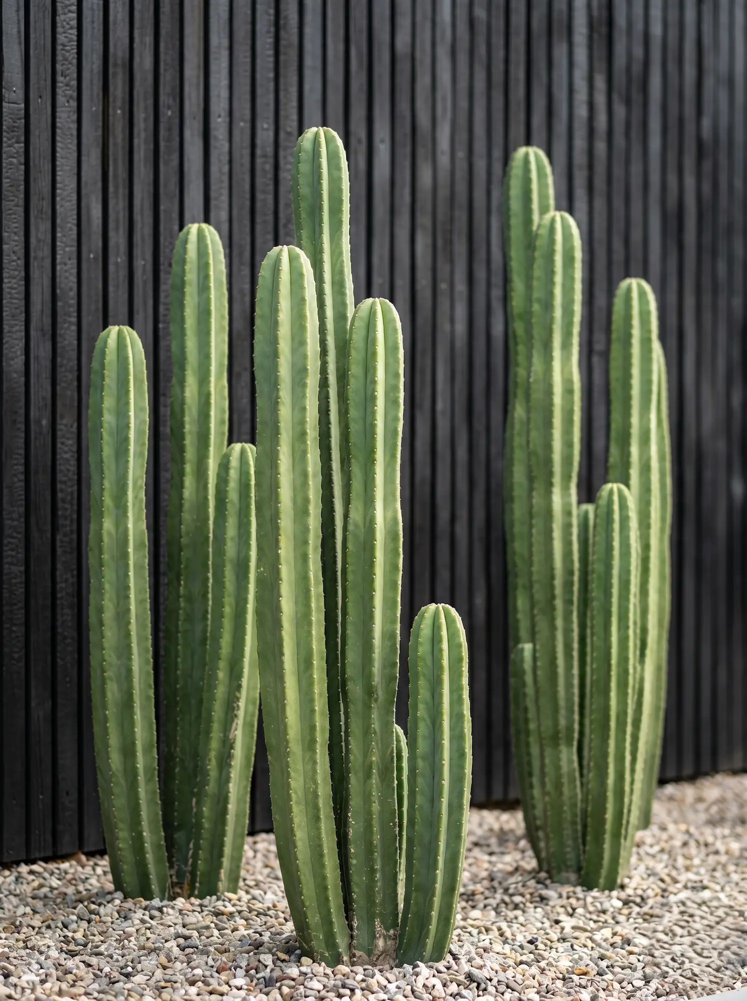 Pachycereus Pringlei Jardines De Grava Y Cactus Ideas Modernas Y Atractivas Sin Riego Diario