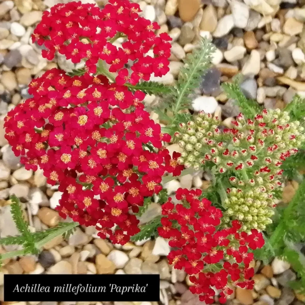 Paprika | jardinesconestiloes Paprika Colecciones Botánicas Activos Estratégicos Para La Biodiversidad Global Y La Adaptabilidad Climática