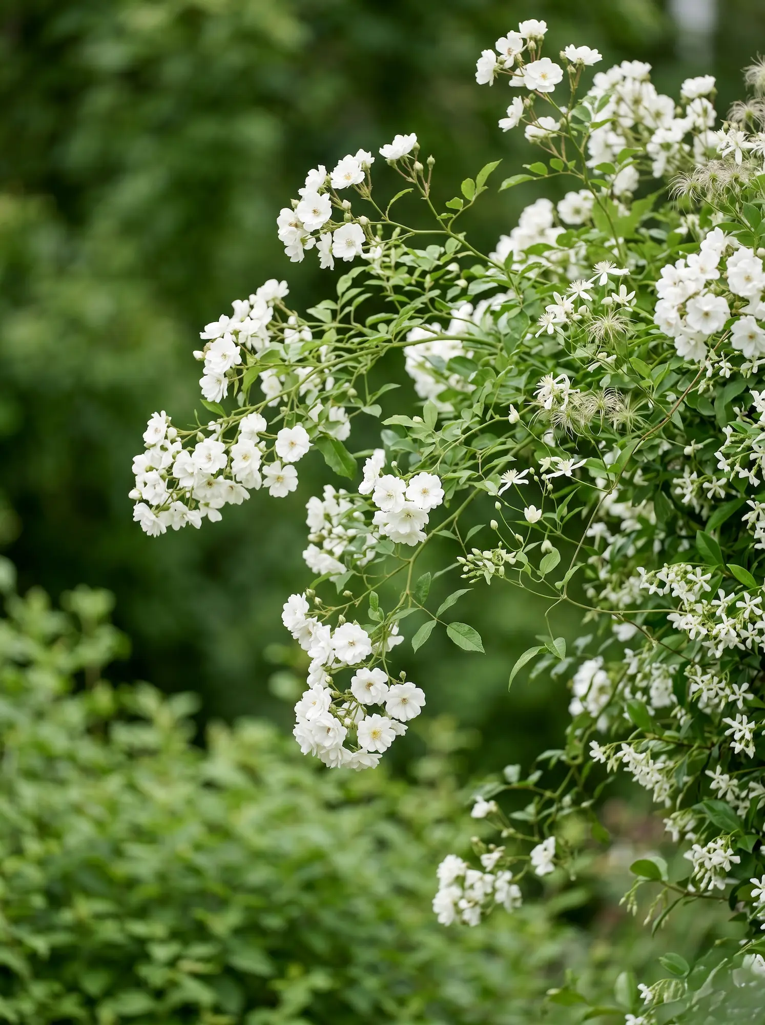 Rosa mulliganii y otras blancas | jardinesconestiloes Rosa Mulliganii Y Otras Blancas Jardín Romántico Clásico El Blanco Como Herramienta De Contraste