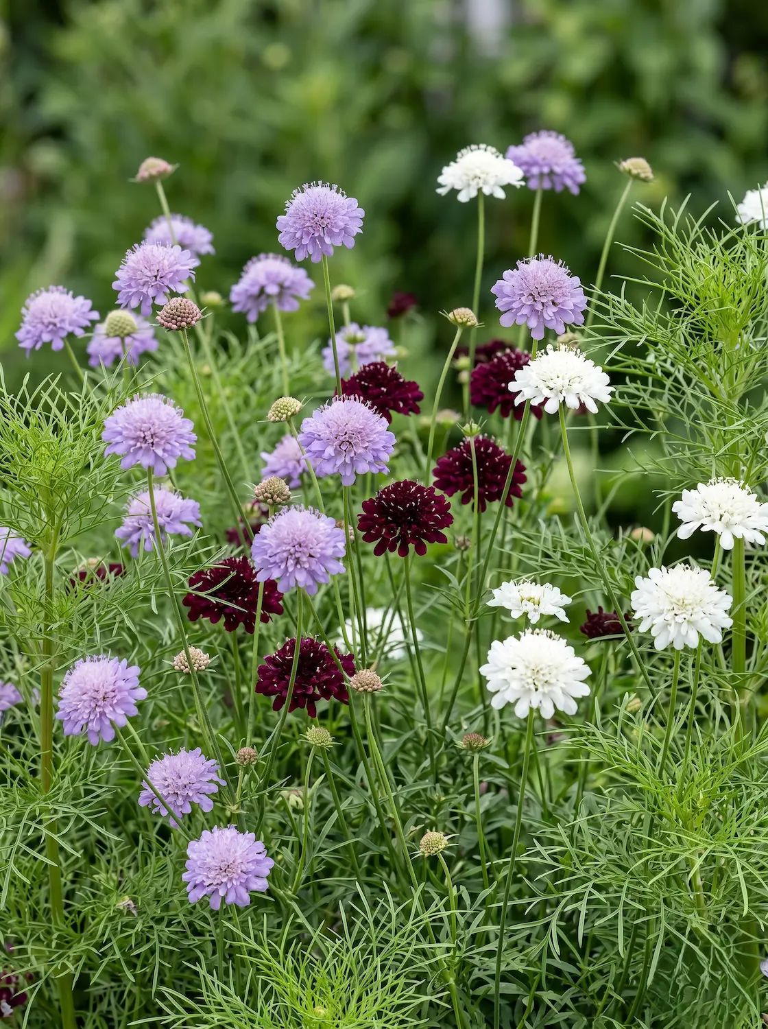 Scabiosa atropurpurea | jardinesconestiloes Scabiosa Atropurpurea Baom Garden Center Excelencia Y Paisajismo En Madrid