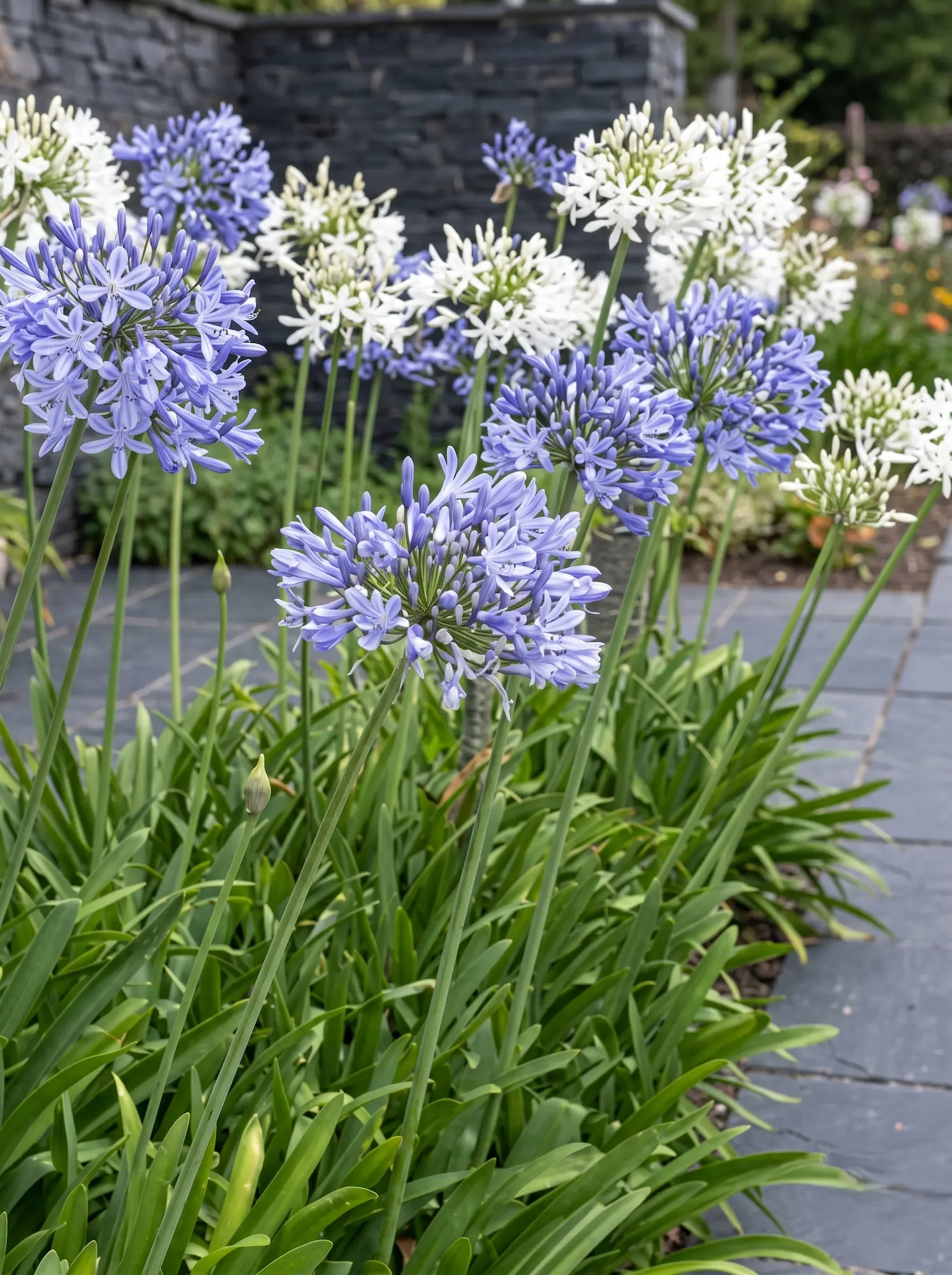 Agapanthus Grupo Detalle 5 Plantas Con Flores Espectaculares Que Sobreviven Al Verano Mediterráneo