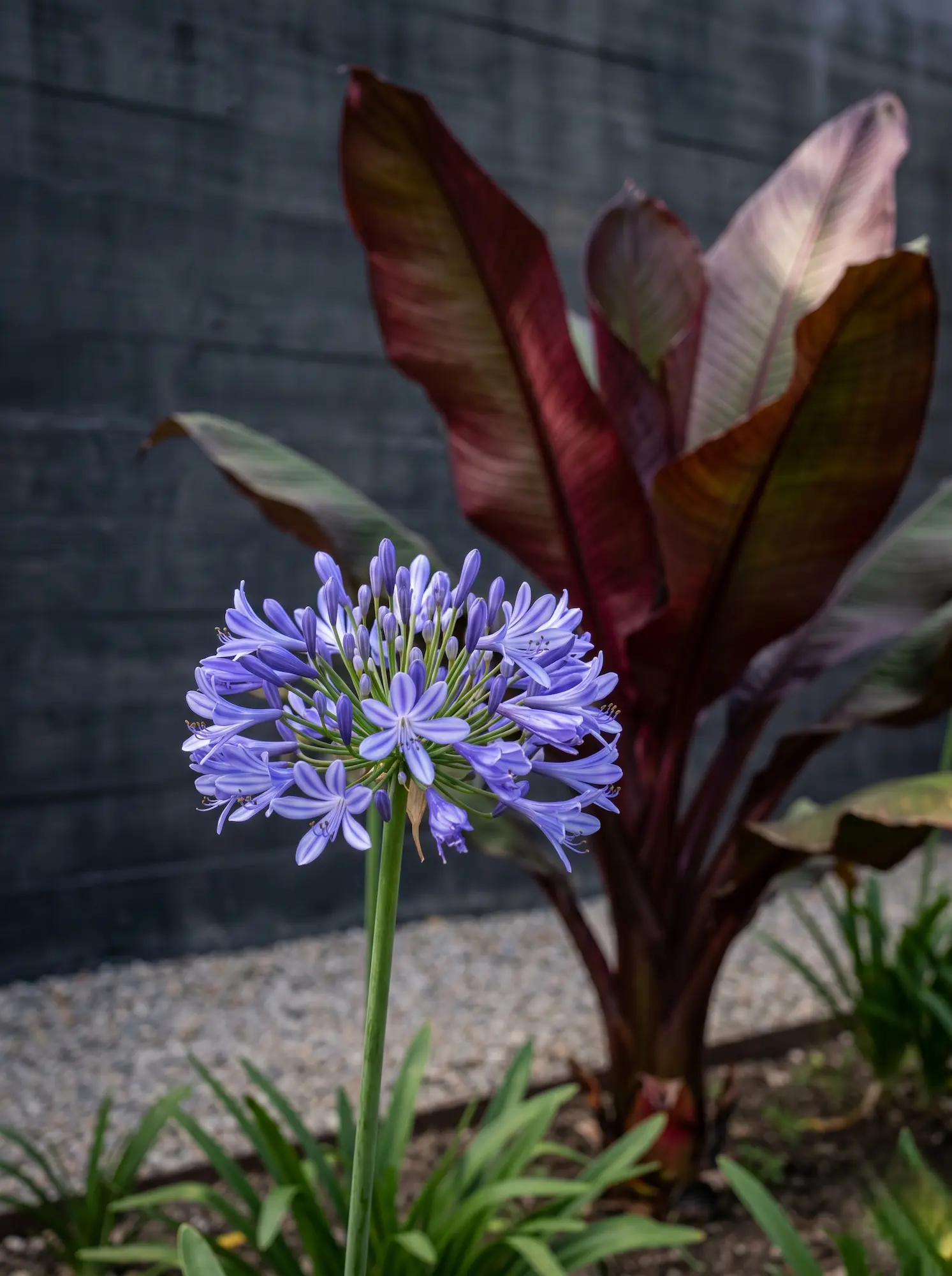 agapanthus y banano detalle | jardinesconestiloes Agapanthus Y Banano Detalle Tensión Cromática En El Paisajismo Contemporáneo Matrices Analógicas Y Profundidad Espacial