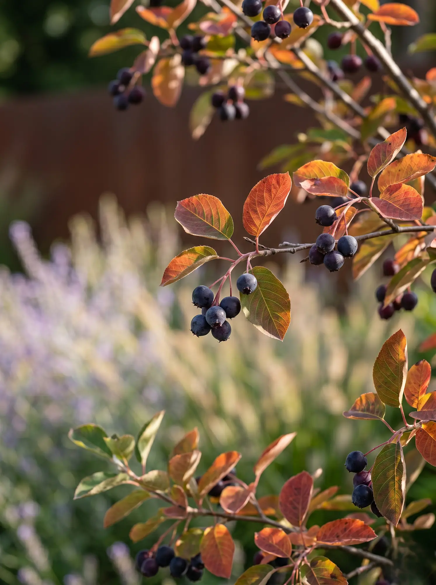 Amelanchier En Otoño Con Fruto La Biodiversidad Estructural Refugios De Fauna En El Diseño Exterior Contemporáneo