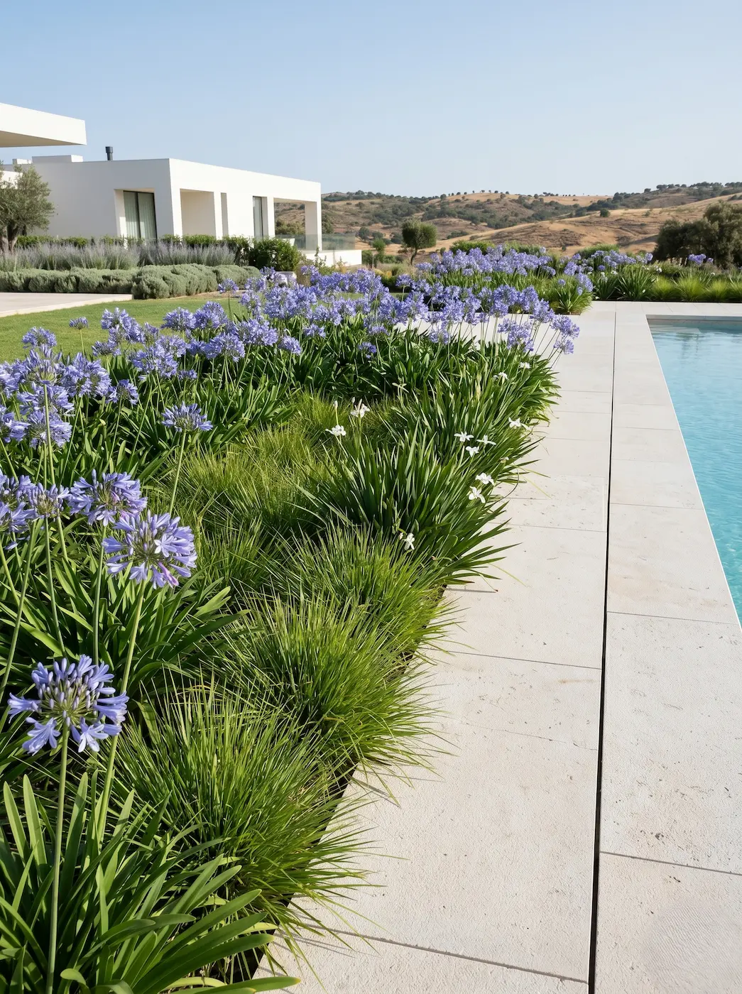 Bordura Lateral Pisicina Con Agapanthus Y Gramíneas El Paisajismo En El Entorno De La Piscina Guía Maestra De Selección Botánica Y Criterios Técnicos