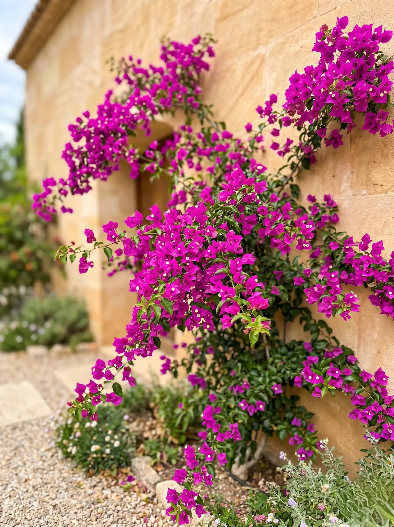 Buganvilla Glabra 5 Plantas Con Flores Espectaculares Que Sobreviven Al Verano Mediterráneo