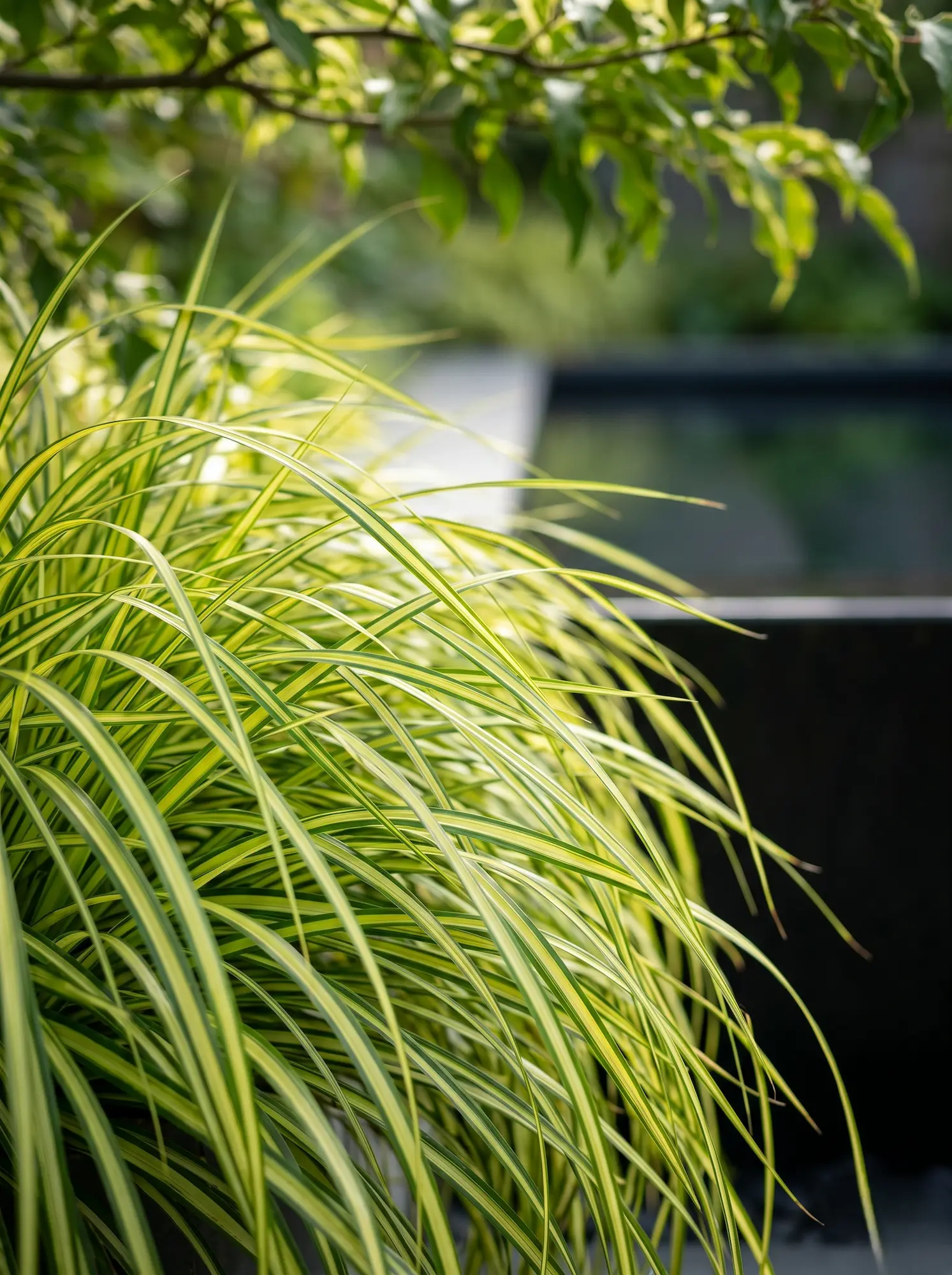 carex evergold | jardinesconestiloes Carex Evergold Guía De Combinaciones Botánicas Ii Dualidad Y Contraste En Zonas De Sombra'Everoro' junto a una lámina de agua oscura.