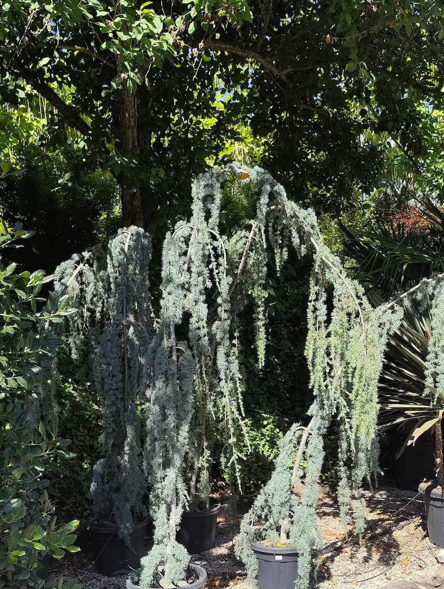 Cedro Atlantica Pendula Rincon Baom Baom El Arte De Crear Jardines Espectaculares Un Oasis Entre Boadilla Y Brunete
