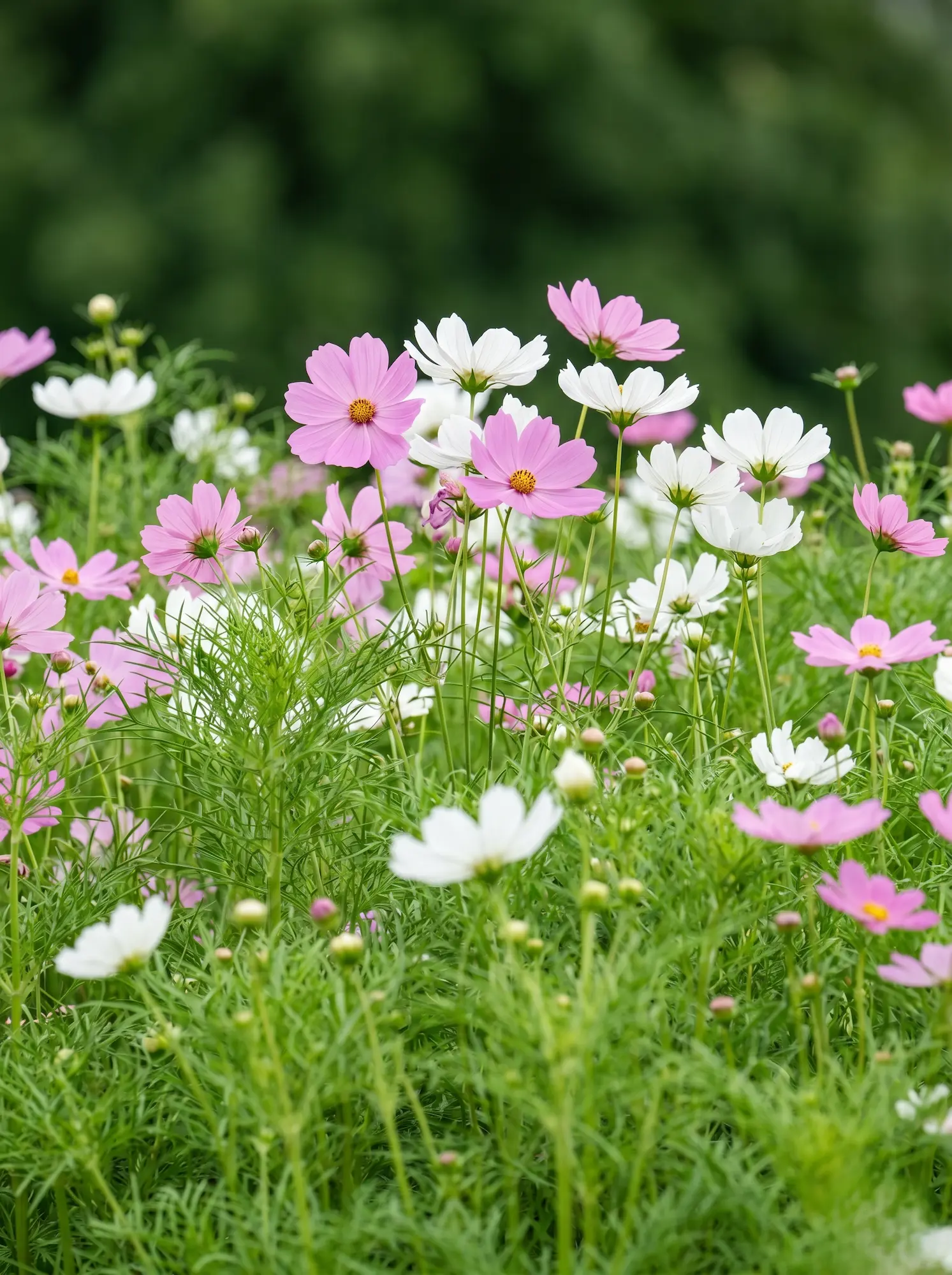 cosmos | jardinesconestiloes Cosmos Del Jardín Al Jarrón 10 Plantas Imprescindibles Para Llenar Tu Casa De Flores