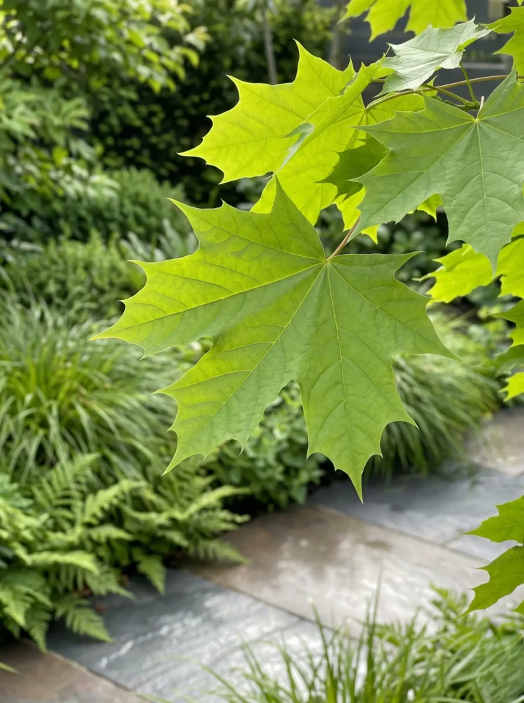 Detalle Hoja Acer Platanoides Arces Ibéricos Color Otoñal Y Estructura En El Jardín Contemporáneo
