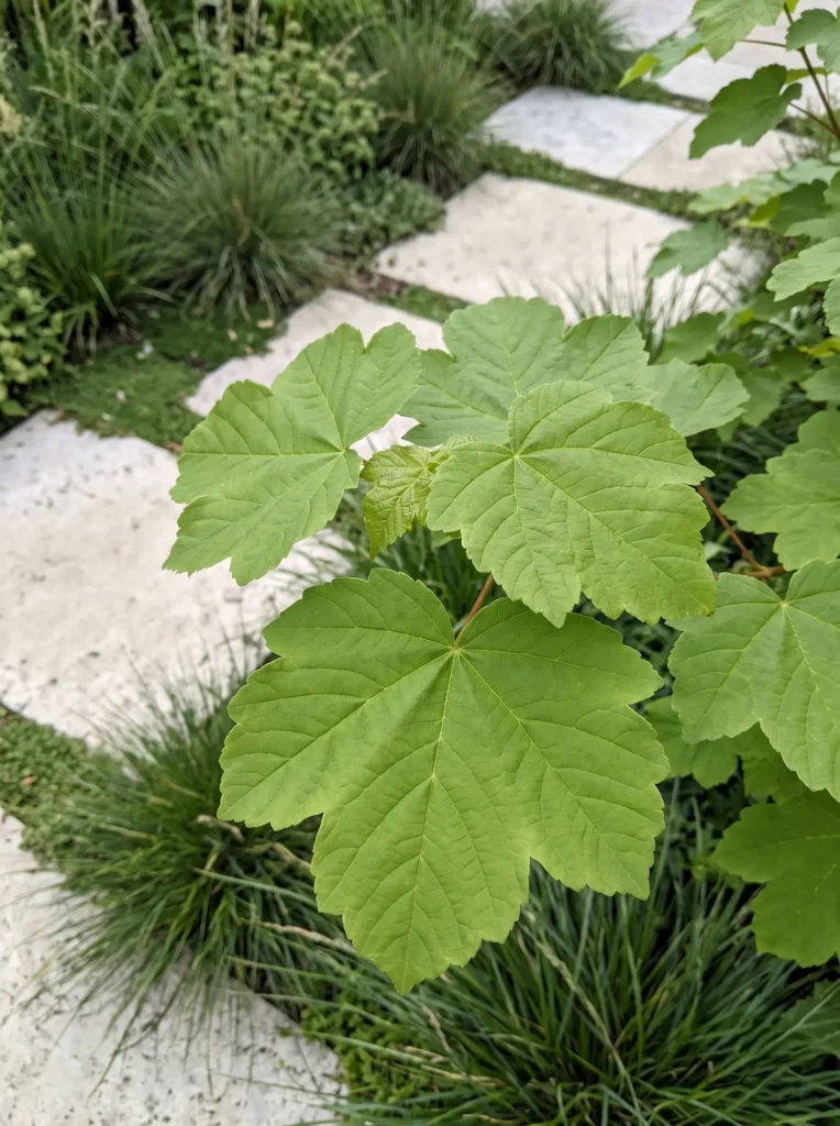 Detalle Hoja Acer Opalus Arces Ibéricos Color Otoñal Y Estructura En El Jardín Contemporáneo