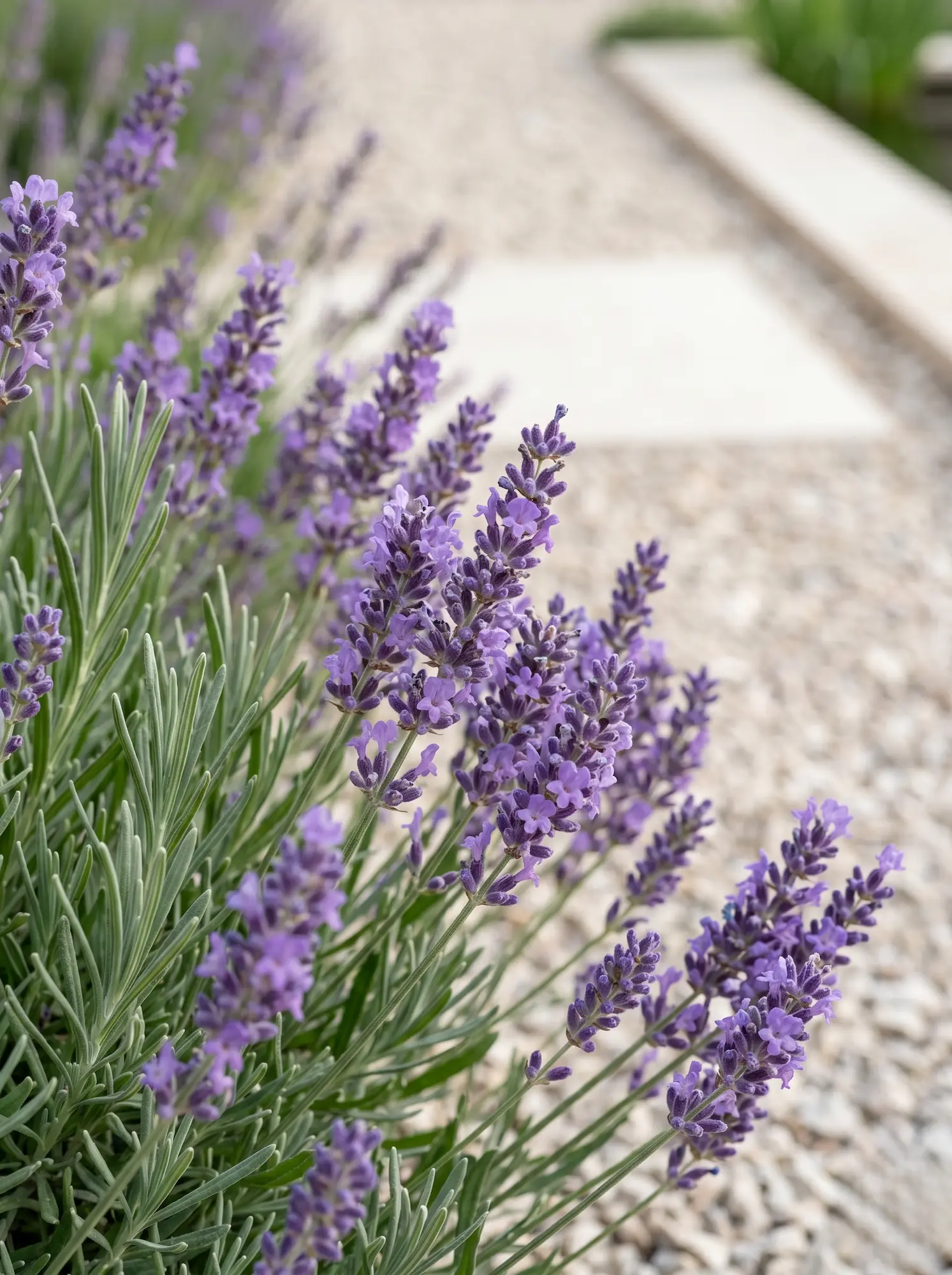 detalle lavanda toscano | jardinesconestiloes Detalle Lavanda Toscano Reinterpretación Moderna Del Paisajismo Toscano Líneas Purificadas Y Materia Noble
