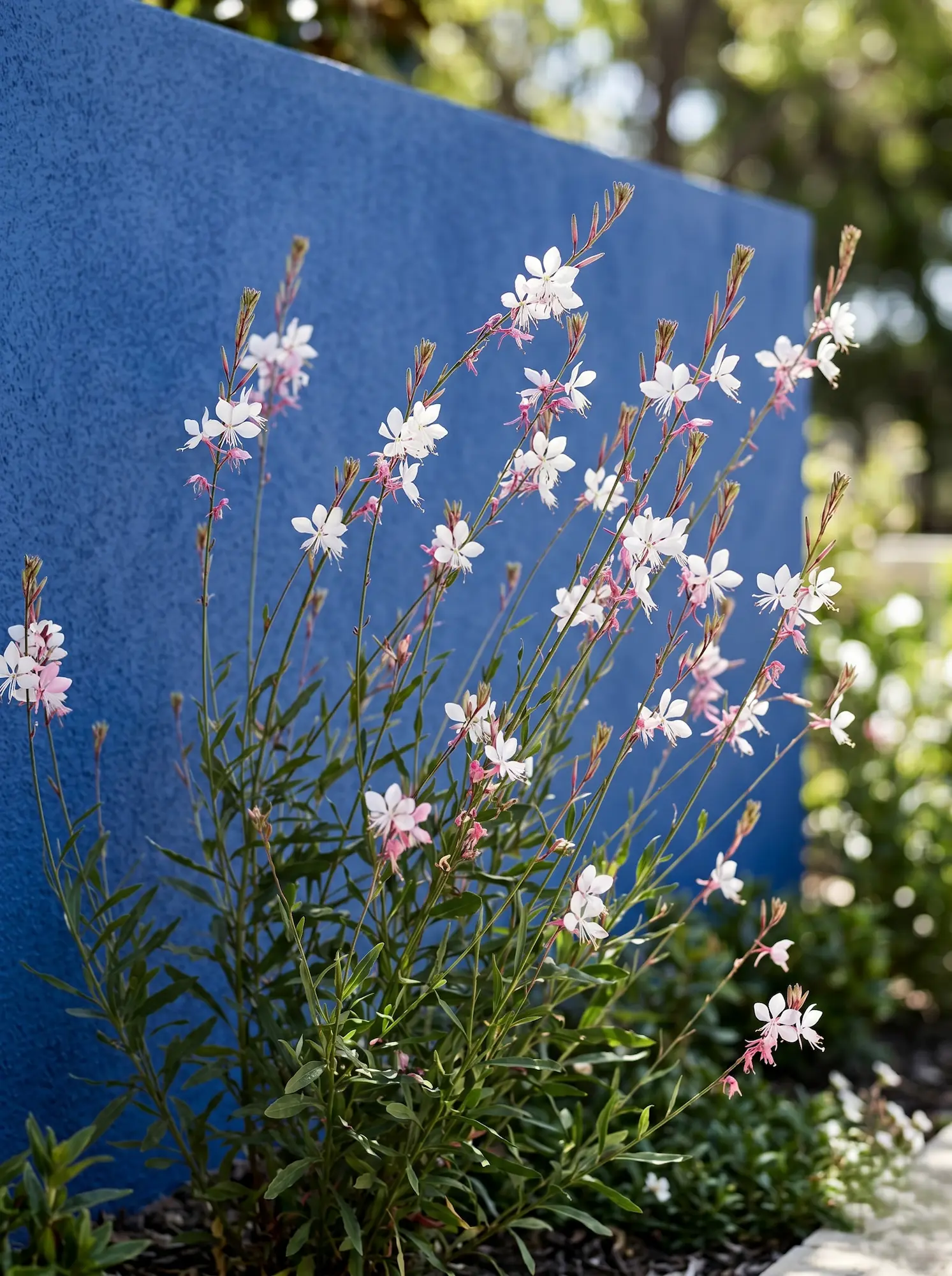 Gaura Detalle Fondo Azul 5 Plantas Con Flores Espectaculares Que Sobreviven Al Verano Mediterráneo