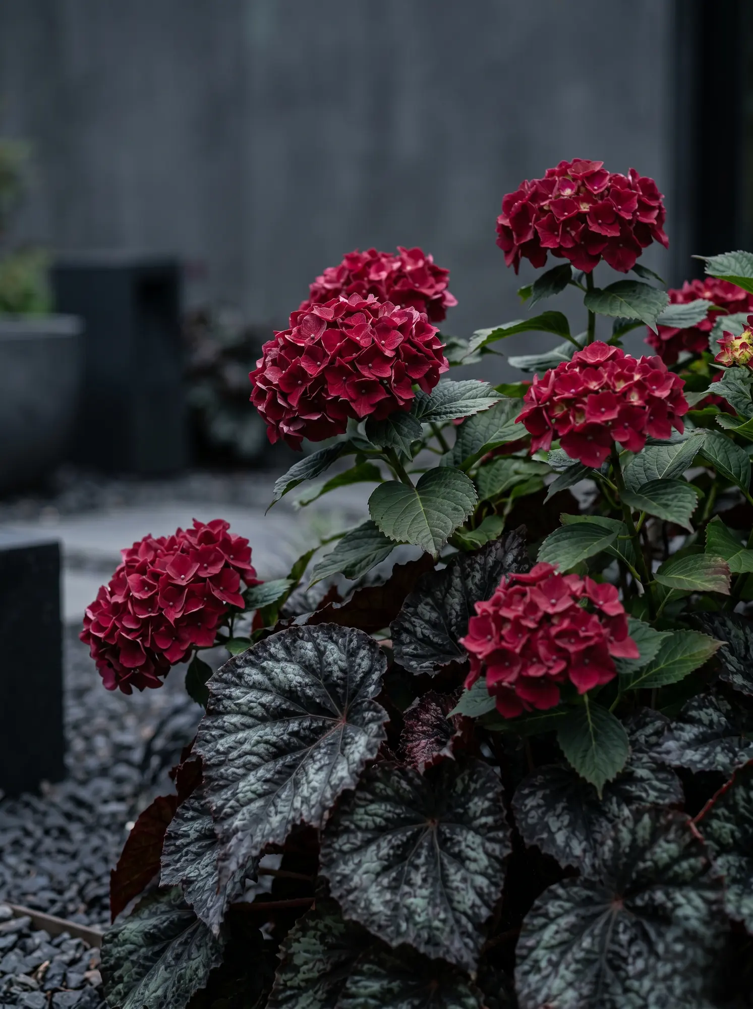 hortensia centenial red | jardinesconestiloes Hortensia Centenial Red Guía De Combinaciones Botánicas Ii Dualidad Y Contraste En Zonas De Sombra