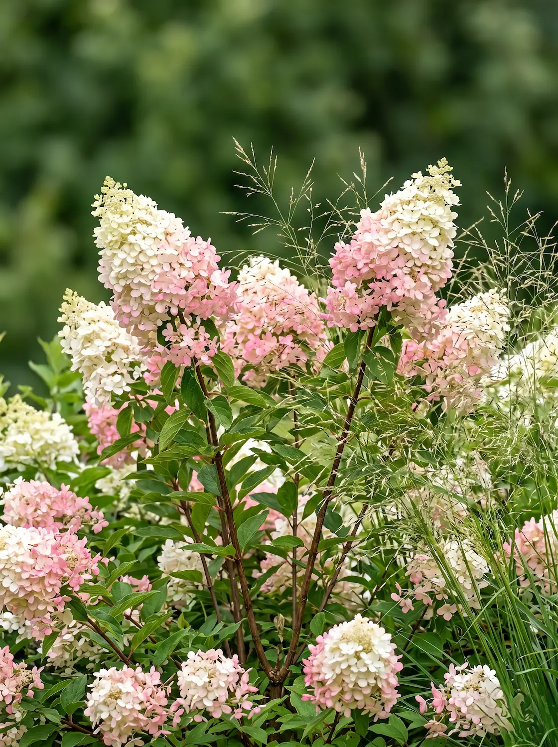 hydrangea paniculata | jardinesconestiloes Hydrangea Paniculata Del Jardín Al Jarrón 10 Plantas Imprescindibles Para Llenar Tu Casa De Flores