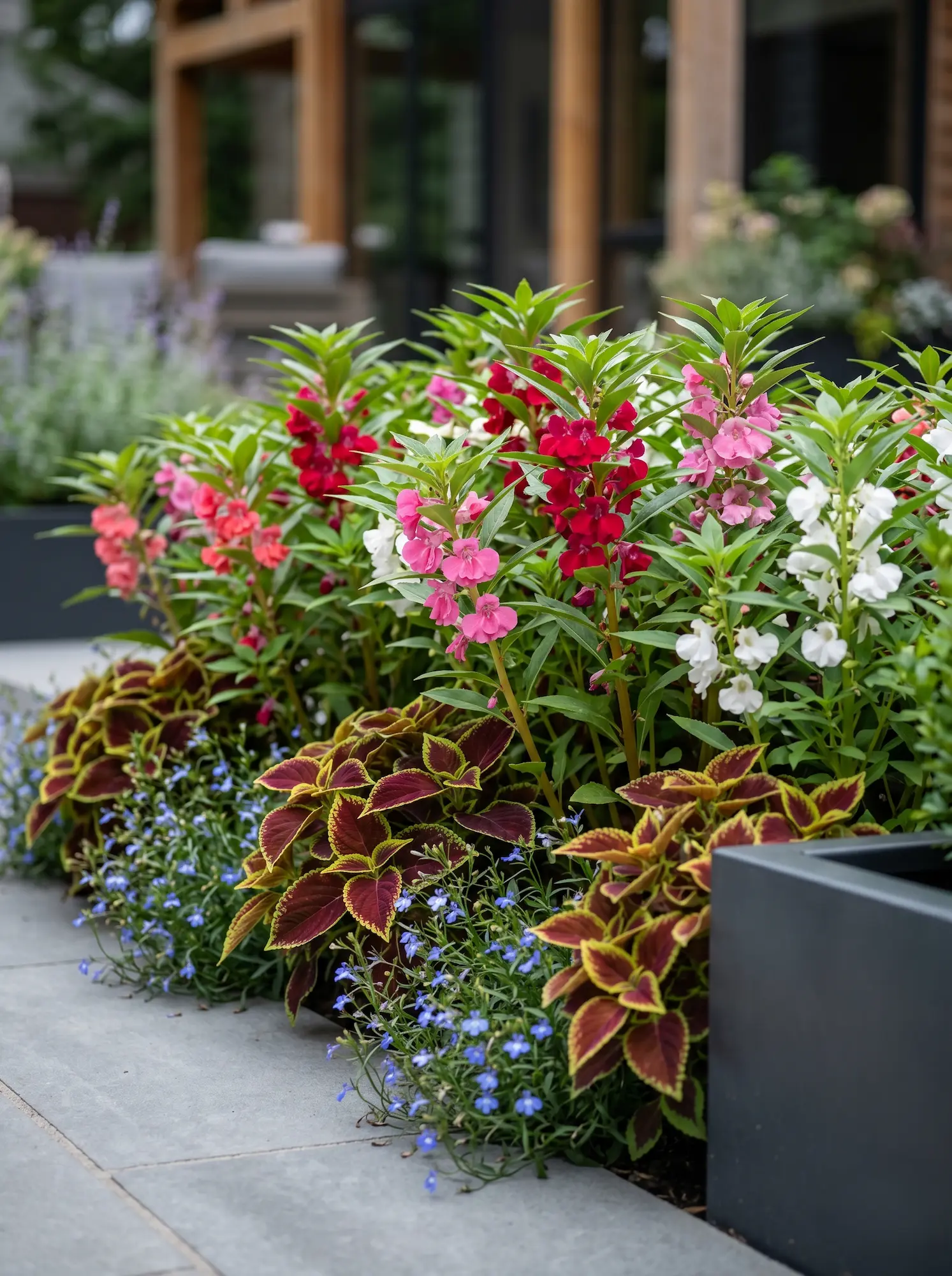 Impatiens Con Coleos Y Lobelias 8 Plantas De Sombra Arquitectura Y Color En La Estructura Del Jardín