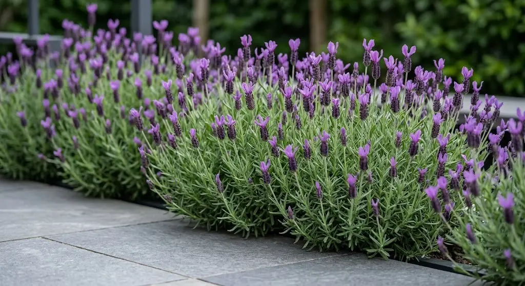 landaula stoechas | jardinesconestiloes Landaula Stoechas 10 Variedades De Lavanda Para El Diseño De Jardines Y Terrazas