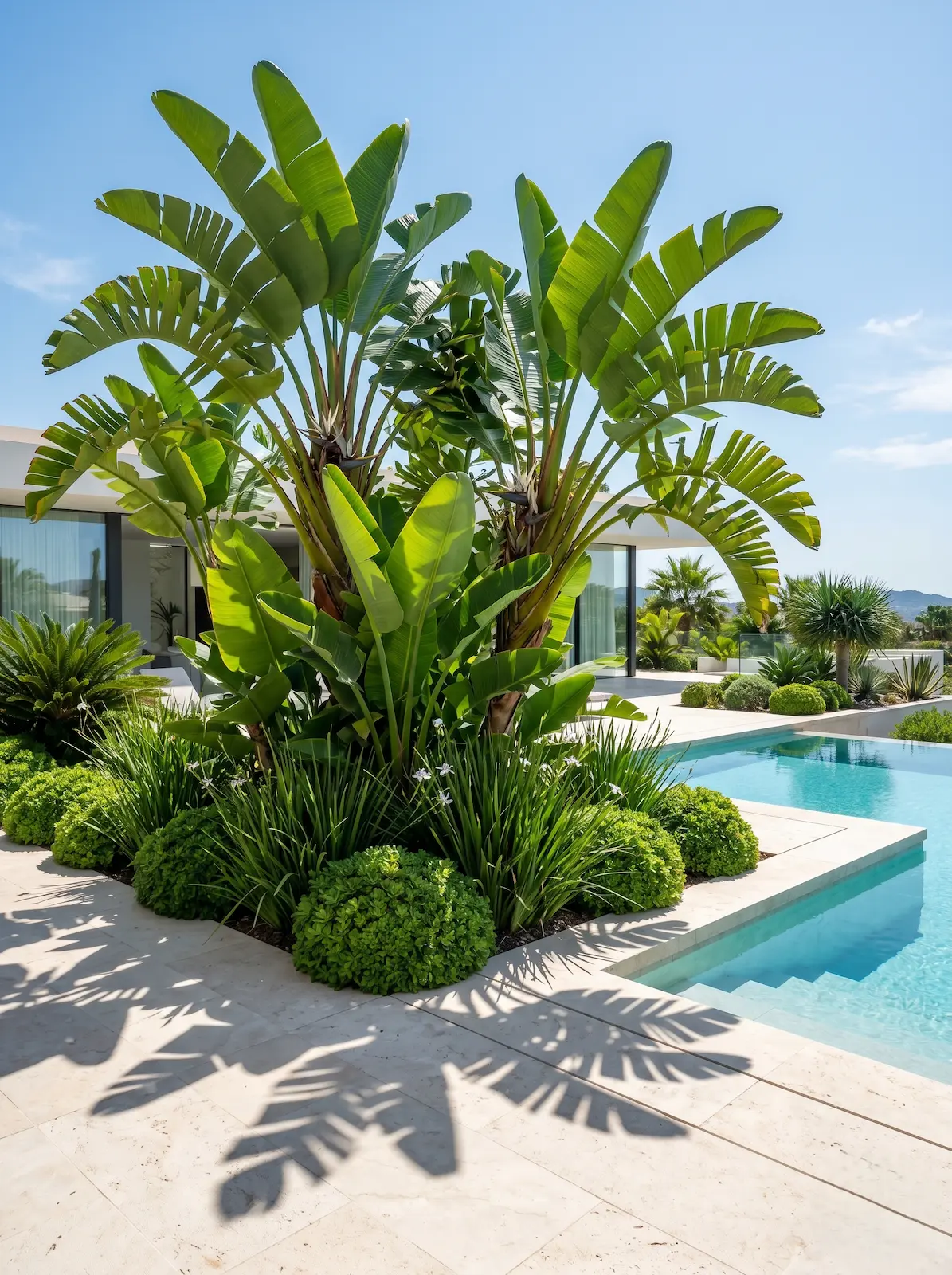 Macizo Con Plataneras Sterlitzia Pitosporum Y Dietes El Paisajismo En El Entorno De La Piscina Guía Maestra De Selección Botánica Y Criterios Técnicos