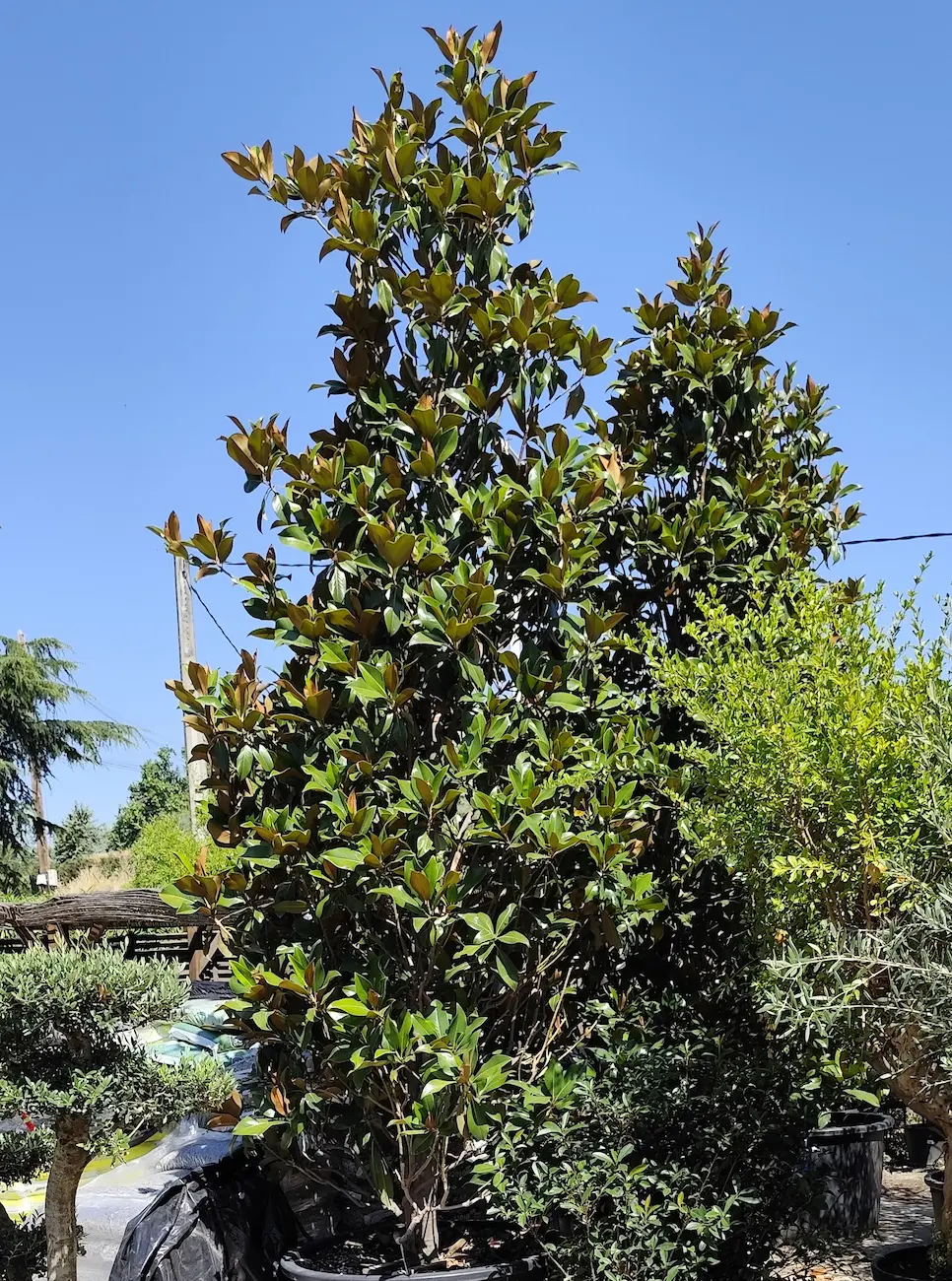 Magnolio Baom Baom El Arte De Crear Jardines Espectaculares Un Oasis Entre Boadilla Y Brunete