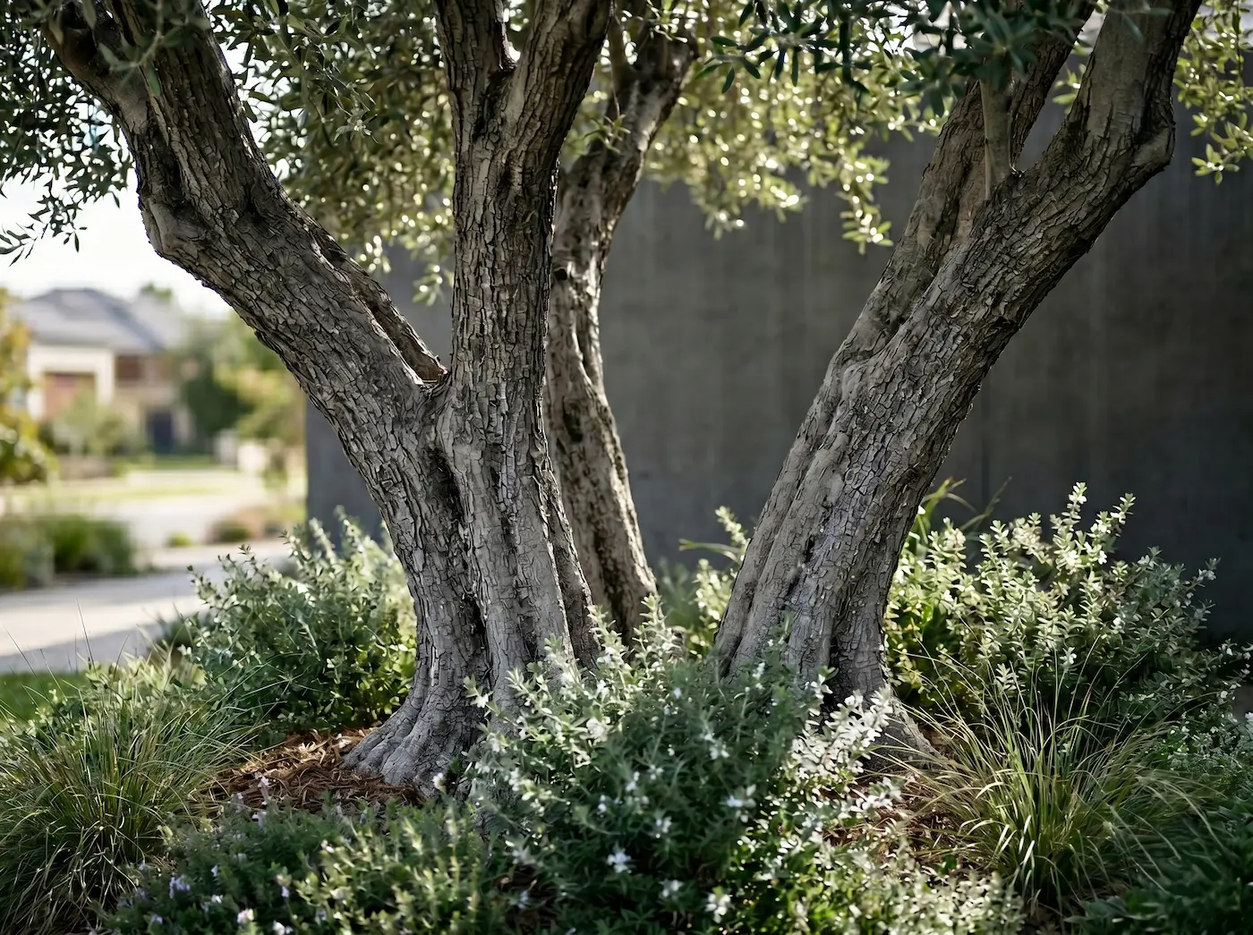 olivo multitronco con westringia | jardinesconestiloes Olivo Multitronco Con Westringia La Biodiversidad Estructural Refugios Nectaríferos En El Diseño Exterior