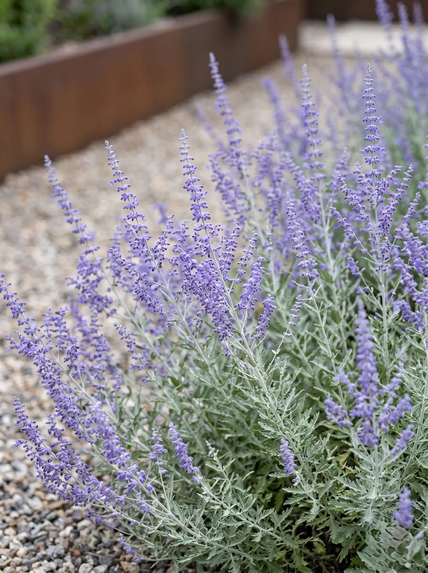 Perovskia Detalle 5 Plantas Con Flores Espectaculares Que Sobreviven Al Verano Mediterráneo