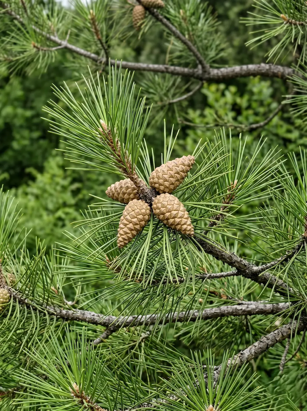 Pinus Nigra Pinos Autóctonos De La Península Ibérica Guía De Variedades Y Condiciones De Cultivo