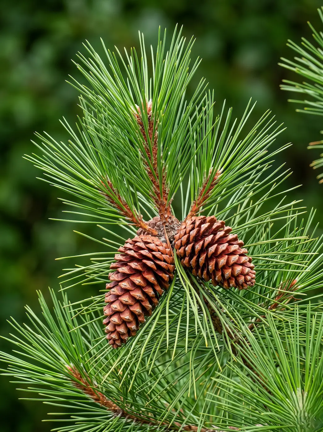 Pinus Pinaster Pinos Autóctonos De La Península Ibérica Guía De Variedades Y Condiciones De Cultivo