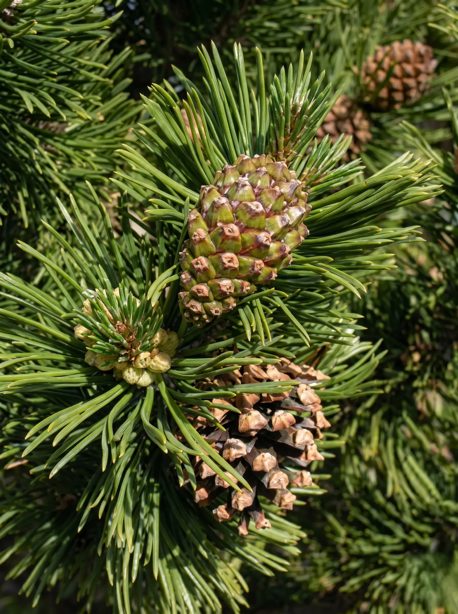Pinus Uncinata Pinos Autóctonos De La Península Ibérica Guía De Variedades Y Condiciones De Cultivo