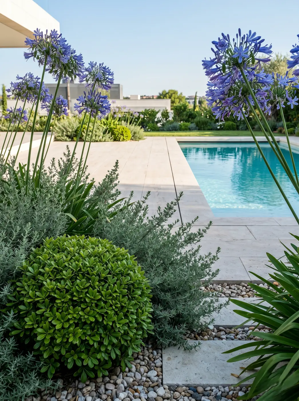 Pittosporum Westringia Y Agapanthus El Paisajismo En El Entorno De La Piscina Guía Maestra De Selección Botánica Y Criterios Técnicos