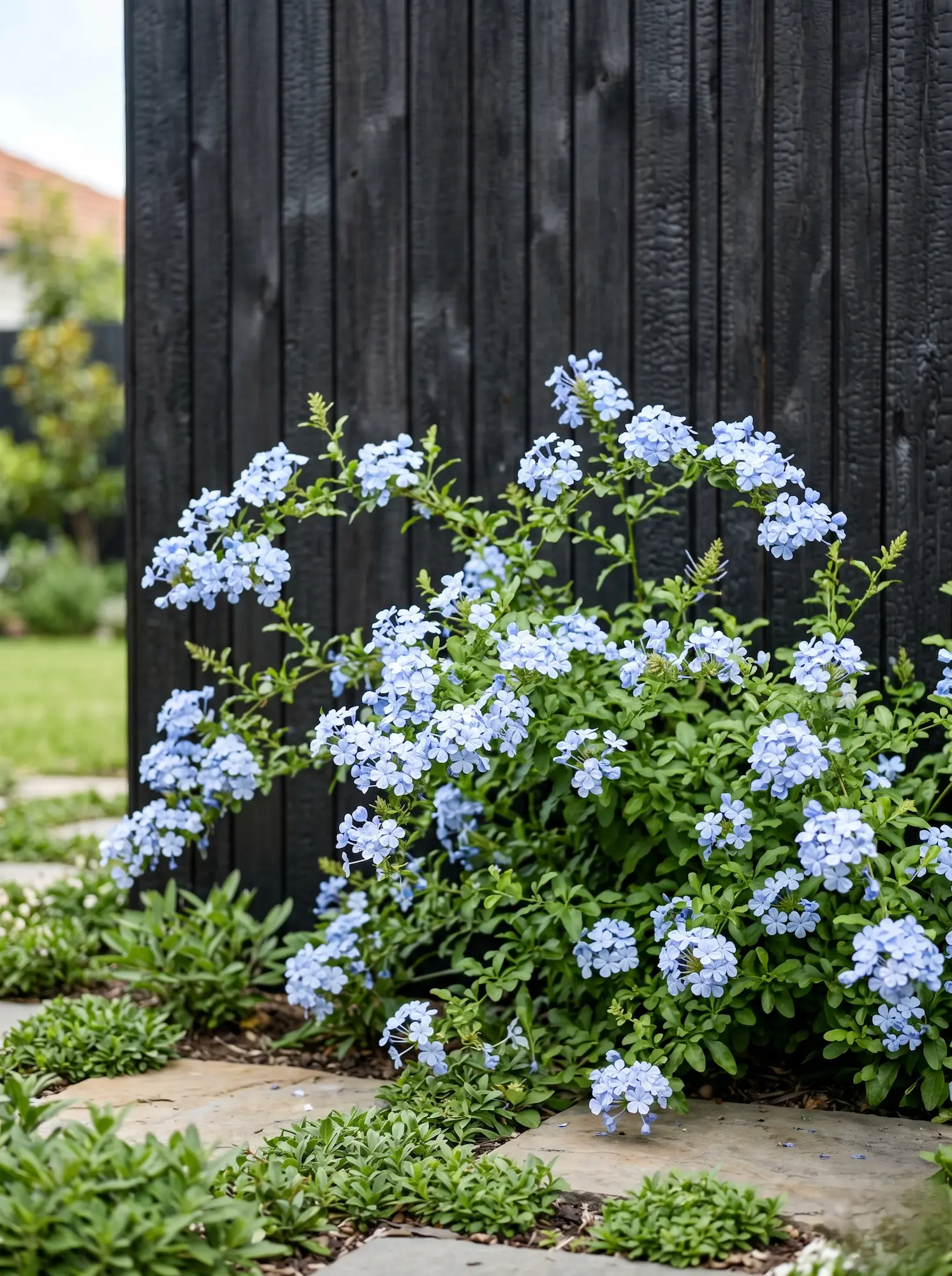 Plumbago Sobre Madera Oscura 5 Plantas Con Flores Espectaculares Que Sobreviven Al Verano Mediterráneo