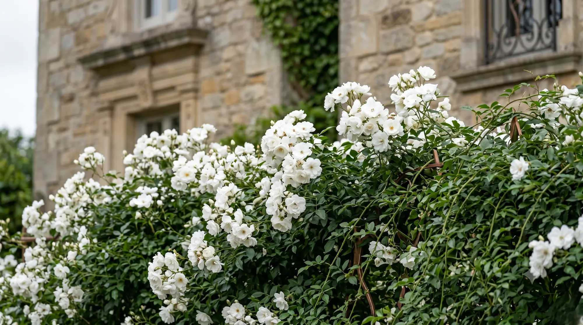 rosa iceber trepador sobre valla de forja | jardinesconestiloes Rosa Iceber Trepador Sobre Valla De Forja La Luminosidad Estructural De La Rosa Blanca iceberg Rigor Técnico E Integración Paisajística