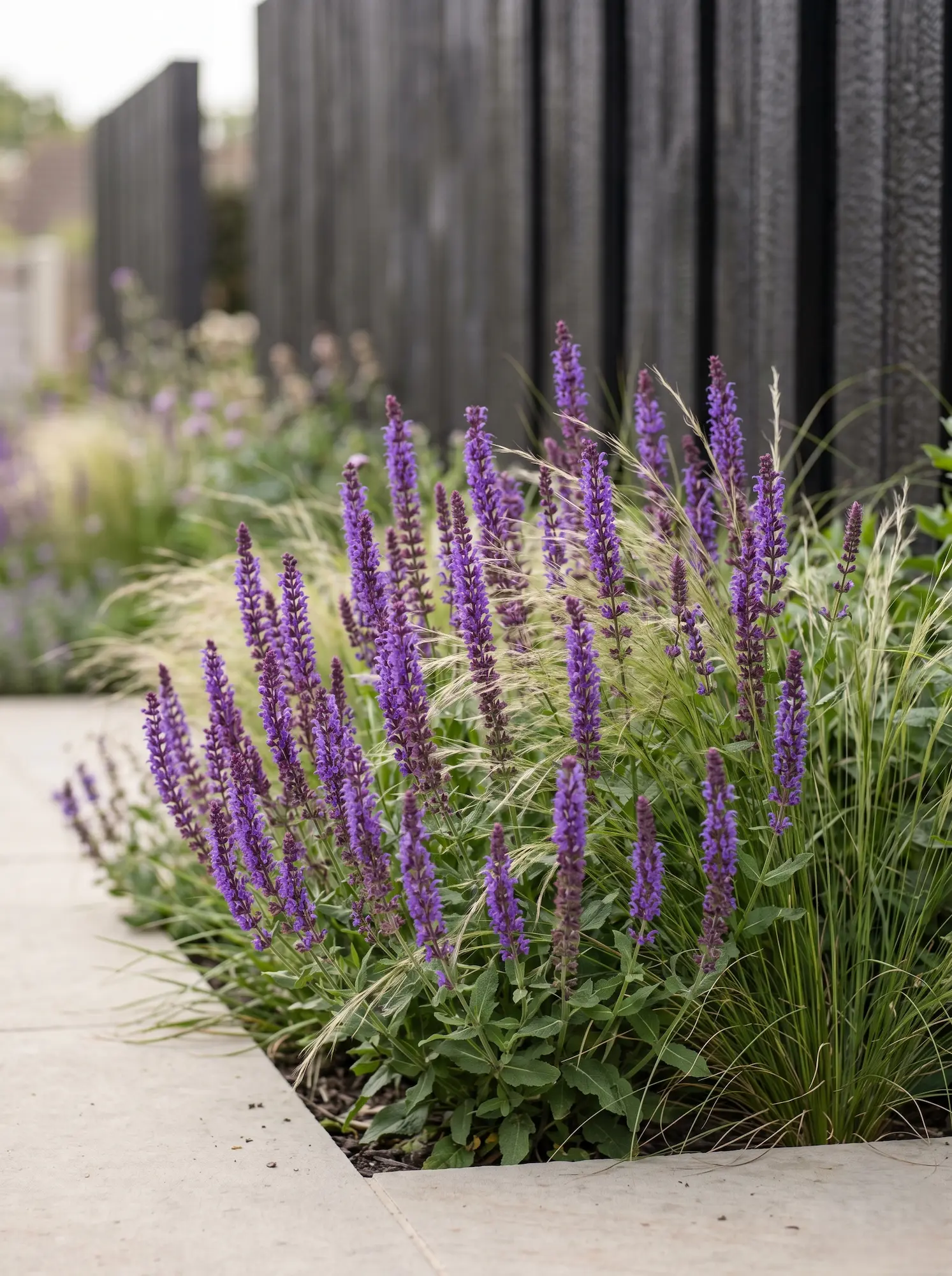 salvia nemorosa y stipa | jardinesconestiloes Salvia Nemorosa Y Stipa La Biodiversidad Estructural Refugios Nectaríferos En El Diseño Exterior